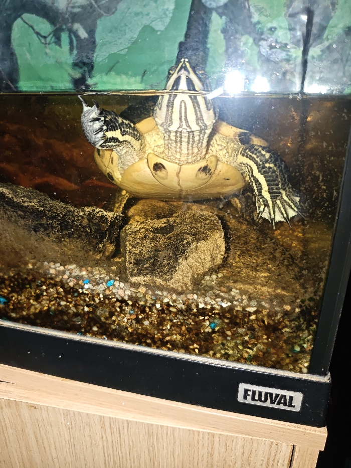 The image captures a turtle swimming or floating upside down inside an aquarium. The turtle, likely a red-eared slider or similar species, is positioned close to the water's surface, with its head and throat just breaking the plane of the water. Its pale yellow plastron (undershell) with dark markings is clearly visible, facing upwards towards the viewer. The turtle's skin is patterned with distinctive black and yellow or white stripes, particularly noticeable on its neck and limbs.

One of its front flippers is extended to the left, with visible claws and striped skin. Its other front flipper is partially obscured but also appears extended. The hind legs are visible, also striped and webbed, positioned somewhat towards the bottom of the frame, possibly resting against or near the aquarium decor. The water level is high, almost reaching the top edge of the tank. The water itself appears somewhat murky or greenish, reflecting some light from above.

Below the turtle, the aquarium contains various rocks and a substrate. There are several dark, irregularly shaped rocks, one of which is prominent in the center, directly beneath the turtle. The substrate covering the bottom of the tank consists of a mix of small, multi-colored pebbles and gravel, with a few distinctly bright blue pebbles scattered throughout.

The aquarium glass shows reflections and appears a bit smudged in places. The top rim of the aquarium is a black plastic frame. Towards the bottom right corner of this black frame, the brand name "FLUVAL" is visible in white lettering. The aquarium is resting on a light-colored wooden cabinet or stand, visible at the very bottom of the image. The background outside the tank is out of focus but appears to be green and dark, possibly indicating plant life or a painted backdrop.