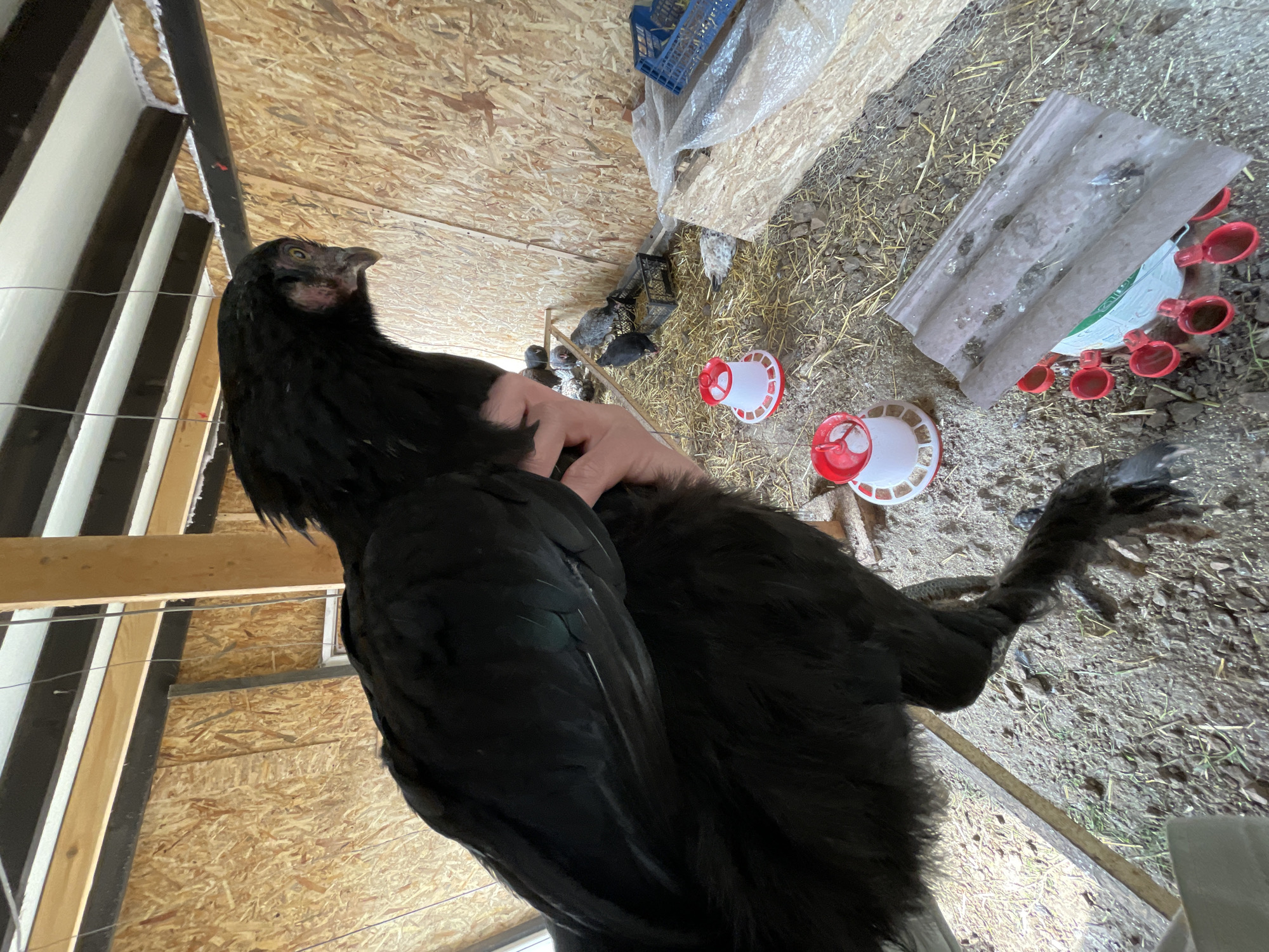 A black chicken is held in a person's hand in a wooden coop, likely located in Zlatograd, Bulgaria. The coop is built with wooden beams and plywood walls. The floor of the coop is covered with straw and dirt. Several young chickens are visible in the background, along with chicken feeders and waterers.