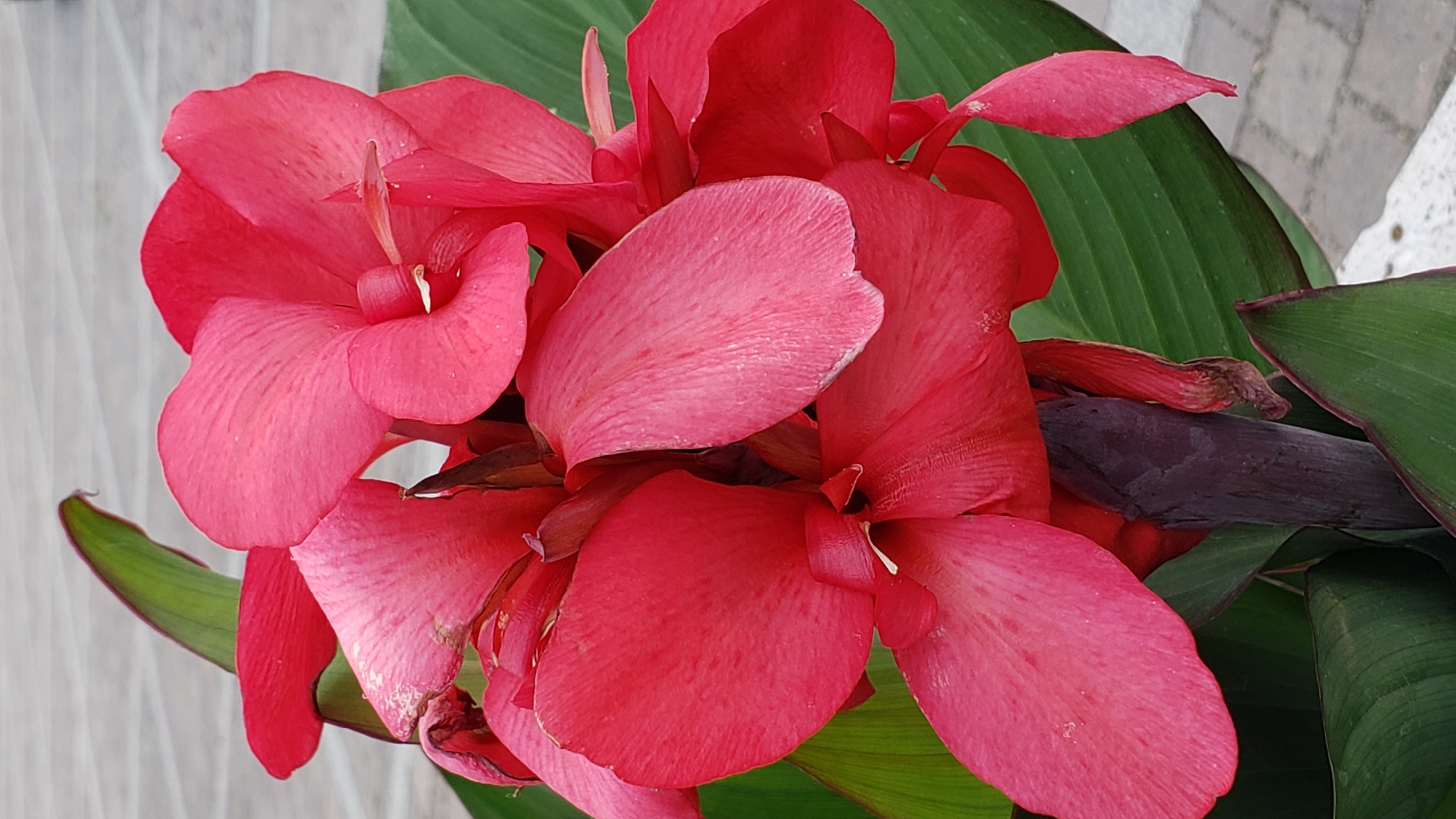 The image shows a close-up, vertical view of a vibrant cluster of red Canna Lily flowers. The petals are a rich, saturated red with some variations in shade, and a few appear slightly wilted. Several large, lush green leaves of the Canna Lily plant are visible, providing a contrasting backdrop. The background is out of focus, appearing to be a paved surface with a subtle, light-colored stone or tile pattern, possibly a sidewalk or patio. There are no people or animals in the image. The lighting suggests it is daytime. The image's content is purely botanical, focusing on the details of the flower and its foliage.