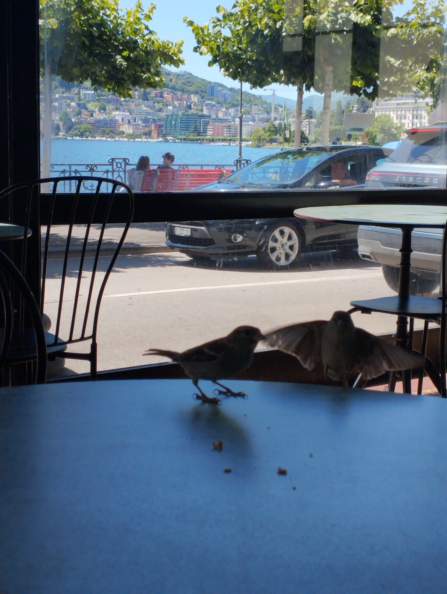 This image, taken from inside a café in Lugano, Switzerland, captures a scene through a window overlooking a street and a lake. In the foreground, two sparrows are visible on a blue table. One sparrow, on the left, is facing away from the camera, while the other, on the right, is in mid-flight with its wings spread, facing the camera. A black chair is partially visible on the left side of the frame.
Outside the window, a street runs horizontally across the image. A black car, with license plate TI-221 191, is parked on the right side of the street. A silver car is parked behind it. Further in the background, a picturesque view of Lake Lugano and the city skyline unfolds. Buildings with red roofs and modern structures dot the hillsides surrounding the lake. Green trees and vegetation are visible along the lakefront and on the hills. The sky is clear and blue, suggesting a sunny day.
