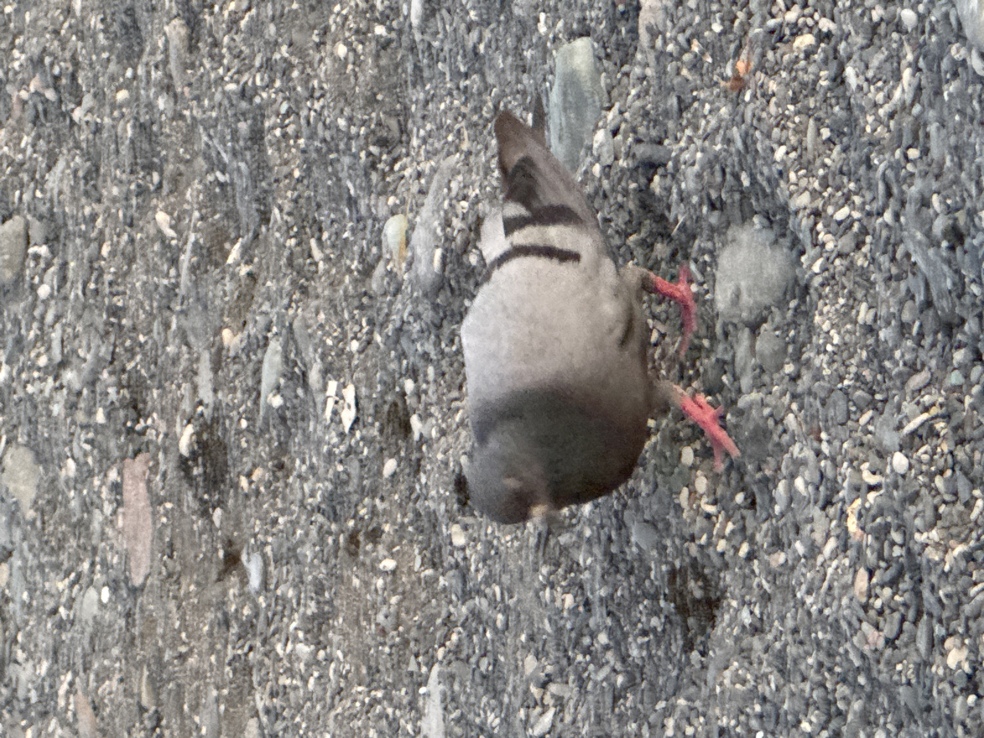 A single pigeon stands on a gravelly surface. The pigeon is predominantly gray with black bands on its wings and pink legs. The ground is covered in various shades of gray, white, and some lighter-colored stones and pebbles. The background is also composed of similar gravelly terrain, suggesting an outdoor environment. The scene is devoid of any human presence or man-made structures, and no specific details about Zharbulak, Kazakhstan, are discernible from the image.