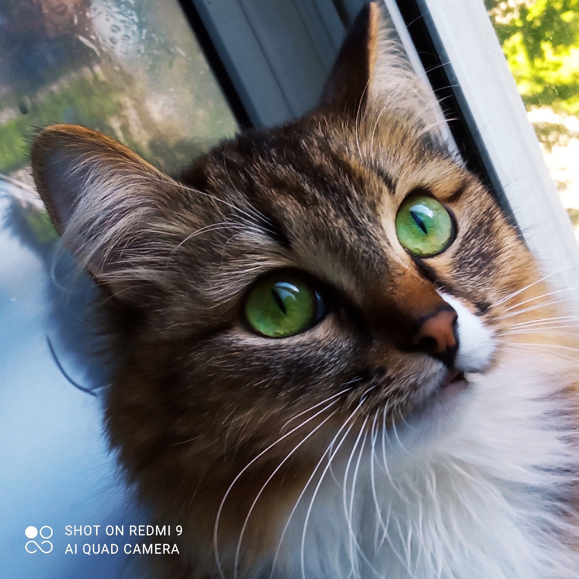 This is a close-up, eye-level media of a cat sitting by a window. The cat has prominent, bright green eyes and brown and white fur. Its whiskers are long and white. The background is blurred, showing green foliage and a window with condensation. The scene suggests it is daytime, possibly after rain. The cat's gaze is directed upwards and slightly to the right, giving it a curious or thoughtful expression. There is white text in the bottom left corner that reads "SHOT ON REDMI 9 AI QUAD CAMERA". The context of Chaikovsky, Russia, is provided, but there are no specific visual cues in the image to confirm this location.