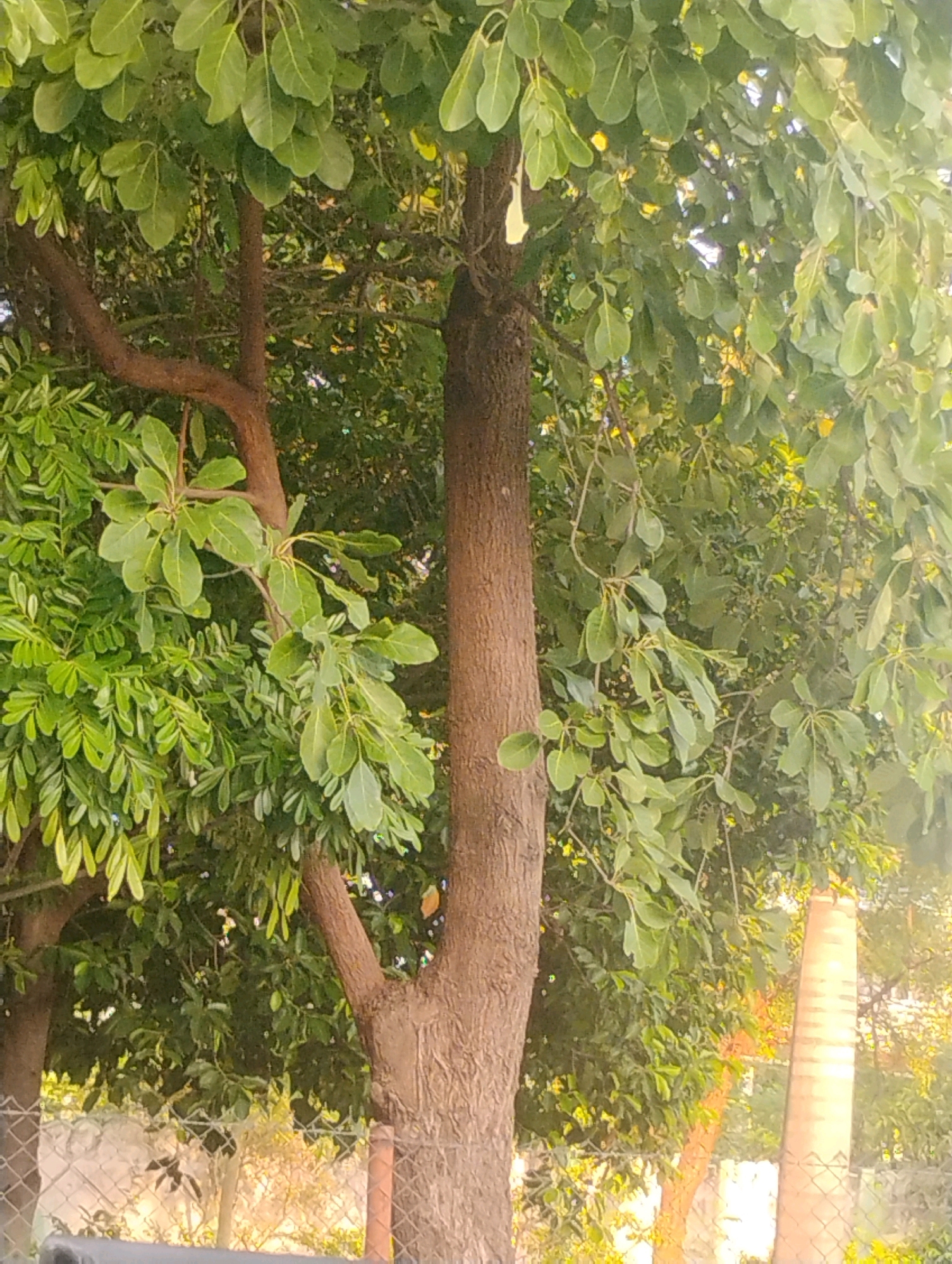 The image shows a close-up view of a tree trunk and its foliage, with a glimpse of a chain-link fence and a cylindrical object in the background, possibly a pillar or a tree trunk. The lighting suggests it is daytime, with sunlight filtering through the leaves, creating a warm glow. The overall scene appears to be in an outdoor setting within a city, consistent with a location in Gobichettipalayam, India. There are no people or discernible actions or interactions in the image.