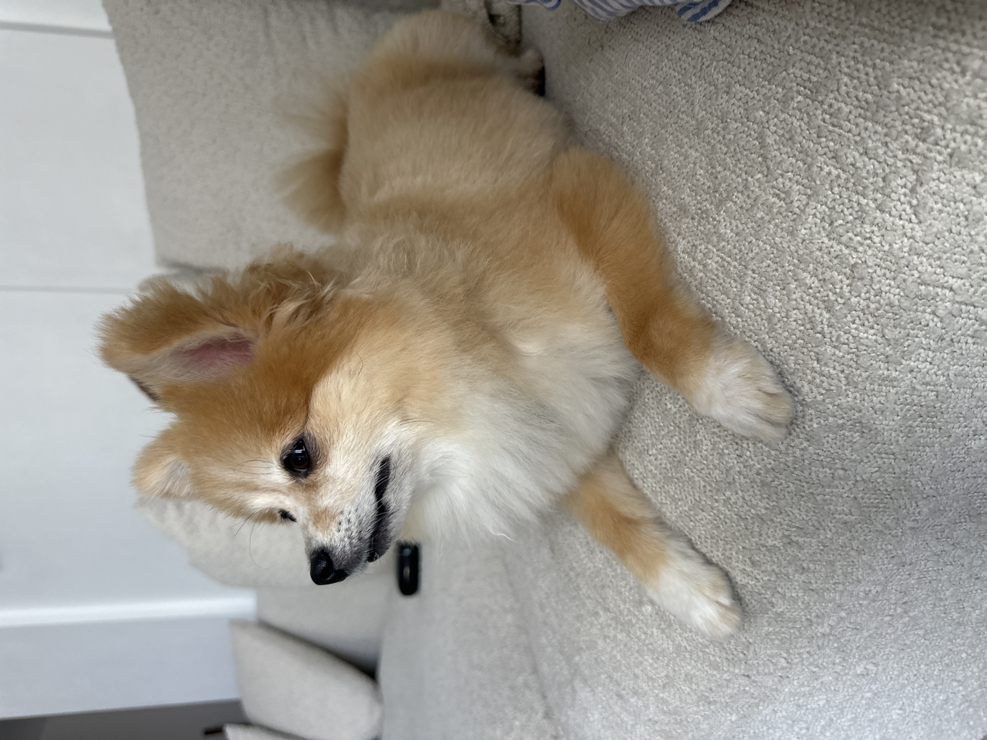 A medium shot shows a tan Pomeranian dog resting on a light-colored textured sofa. The dog is facing to the left, with its head slightly turned towards the camera, and its gaze directed forward. Its ears are perked up, and its tail is curled around its body. The background consists of a white wall and a portion of another sofa cushion. There are no people or any other animals visible in the frame. The environment appears to be indoors, likely a living room. The image does not provide any information about the city of North Kuta, Indonesia.