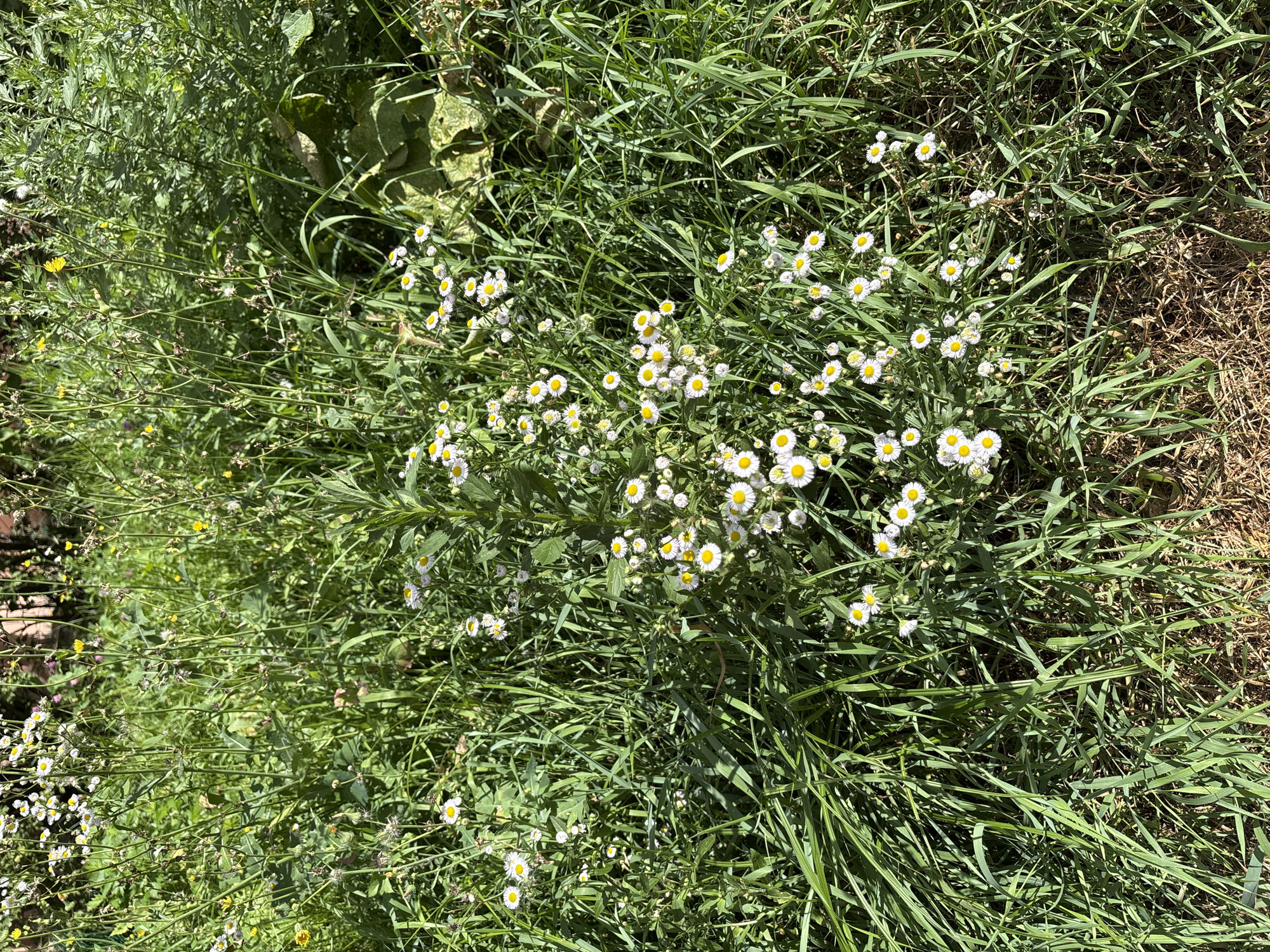A close-up, high-angle shot captures a patch of green grass and wildflowers in an outdoor setting. The flowers are small and white with yellow centers, resembling daisies. They are clustered together amidst the tall, green blades of grass, some of which are bent over. The lighting suggests it is daytime, with sunlight casting shadows. The overall scene is natural and uncultivated.