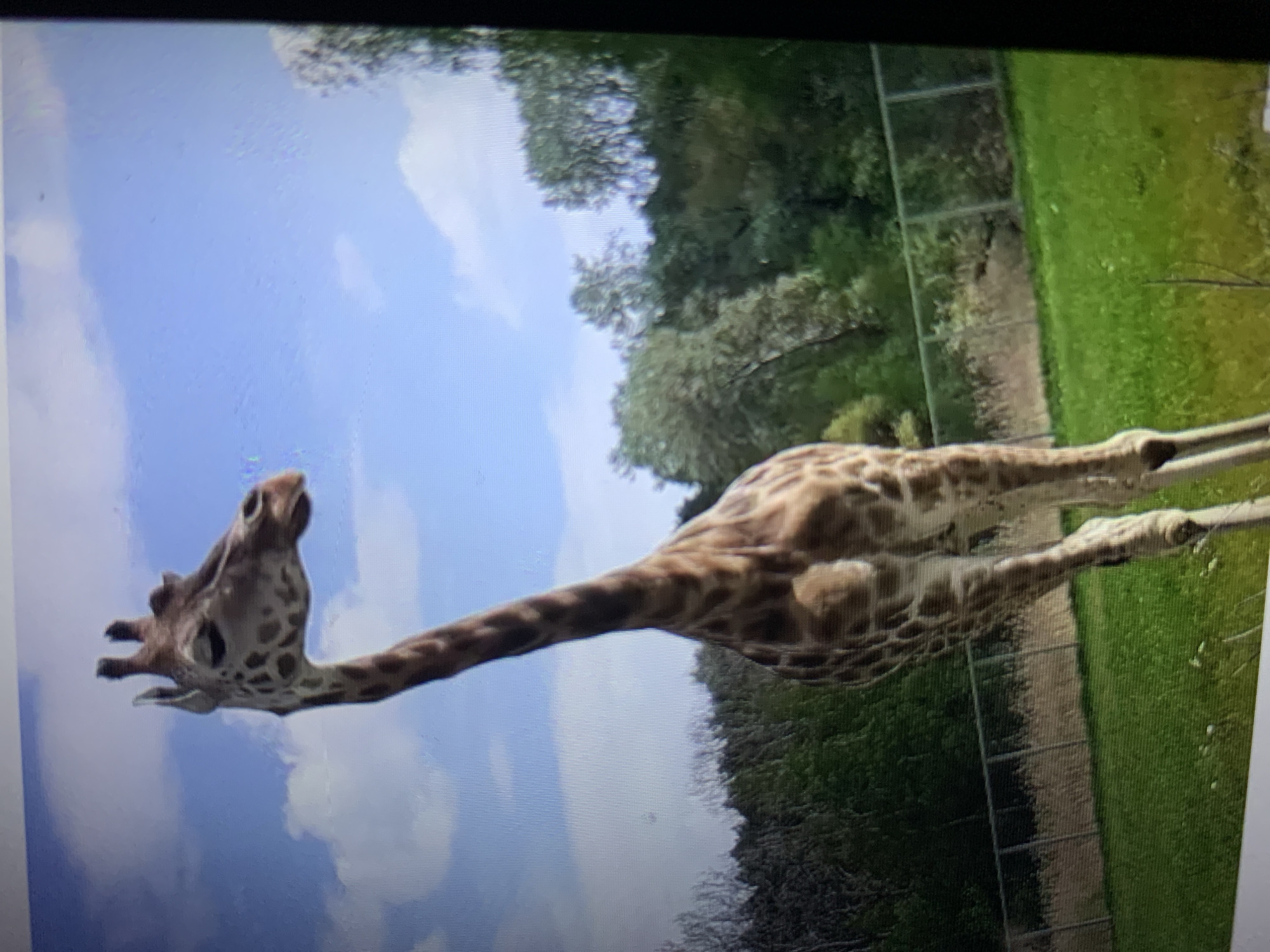 A giraffe stands in an open, grassy field with a wooden fence in the background. The giraffe is facing left with its head turned towards the viewer. Trees are visible behind the fence. The sky is blue with white clouds. The image appears to be taken outdoors in what could be a zoo or wildlife park. No specific location in Lymanka, Ukraine can be determined from the visual information provided.