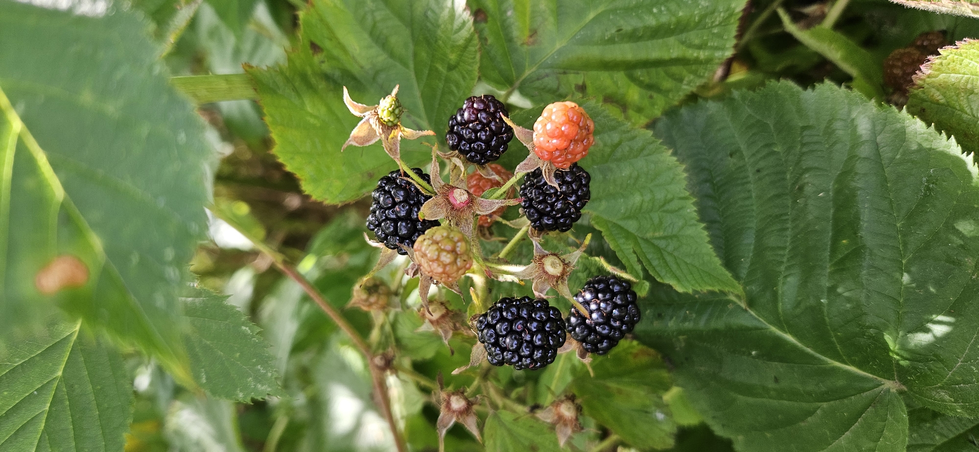 A cluster of blackberries, some ripe and black, others unripe and reddish-orange, are visible on a thorny branch surrounded by green leaves. The image appears to be taken outdoors, possibly in a natural or garden setting. There is no indication of human presence or activity in the scene. The location in Мазалаўскі сельскі Савет, Belarus is not discernible from the image itself.