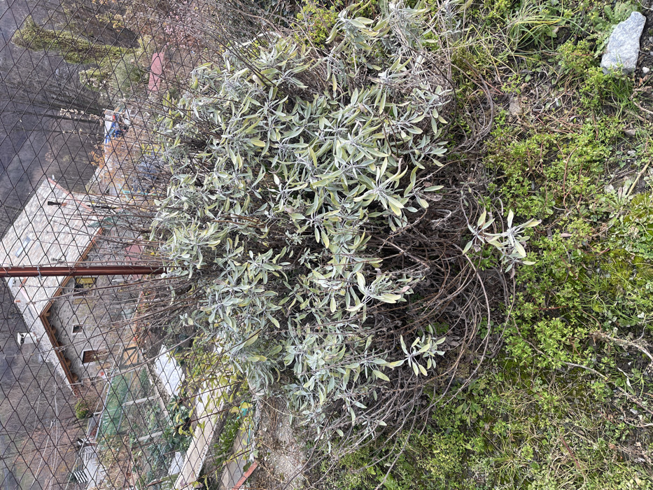The image, taken in Dosso (Ciappanico), Italy, captures an outdoor scene dominated by a large, grayish-green shrub, likely a sage plant, in the foreground. The shrub features numerous elongated, fuzzy leaves and many dry, woody branches. To its right, the ground is covered with various smaller green plants and patches of drier earth, with a white rock visible near the top right corner.
A chain-link fence runs diagonally across the left side of the image, separating the foreground vegetation from the background. Behind the fence, several man-made structures are visible. A rustic stone building with a reddish-brown tiled roof stands prominently. Further back and to the left of this building, another structure with a translucent, possibly plastic or glass, roof suggests a greenhouse or shed. A metal support bar, rusted in appearance, runs horizontally across the fence in the mid-ground.
One person is vaguely visible behind the fence, positioned near the stone building. They appear to be wearing a blue top and lighter-colored trousers and seem to be engaged in some activity in the garden area, though the specific task is unclear. The scene is brightly lit by natural sunlight, indicating daytime with clear weather. No discernable shadows suggest it could be midday. There is no visible text in the image. The overall impression is that of a rural or semi-rural setting, consistent with the given location.