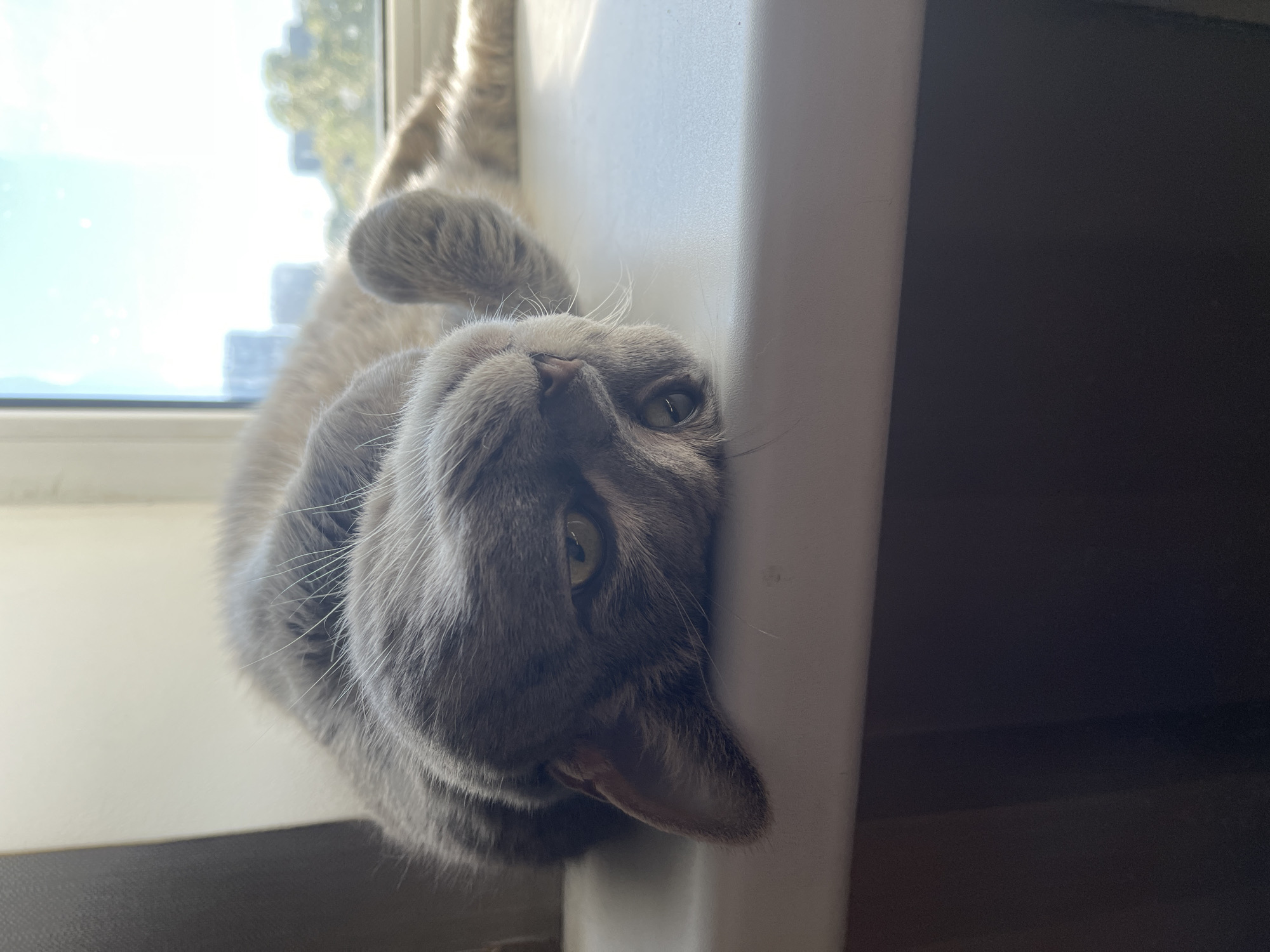 A grey cat is lying on its back on a windowsill, with its head tilted and one eye visible. The cat's fur is short and soft, and its eyes are green. The windowsill is white and smooth. In the background, a window shows a blurry view of buildings and trees. The lighting is natural, with sunlight streaming in from the window, casting a shadow on the cat's face.