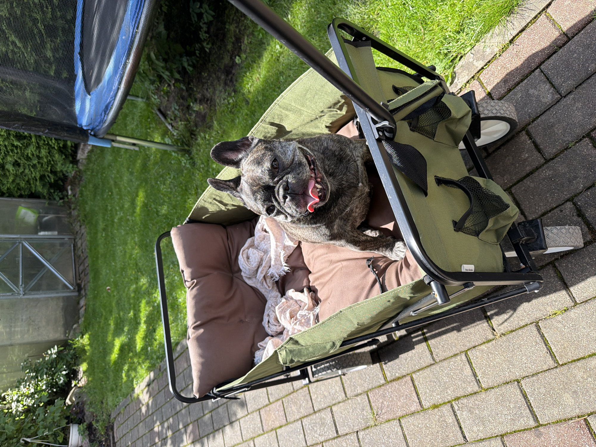 An brindle French Bulldog sits in a green collapsible wagon on a paved pathway in a backyard. The wagon has brown cushioning and a tan blanket. The dog is panting with its tongue out. Behind the wagon, the grass is green and mowed. To the left of the wagon, there is a greenhouse and a bush with green leaves. To the right, a blue trampoline is partially visible. The scene appears to be in a residential backyard.