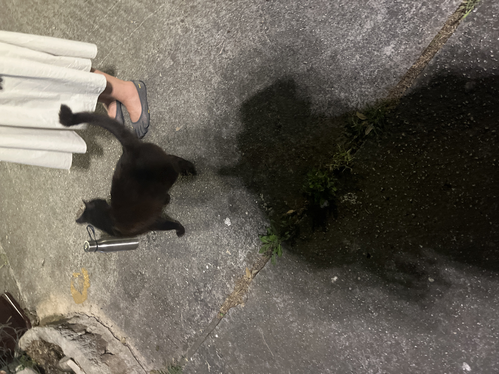 The image depicts a black cat standing on a paved surface. To the left of the cat, there is a yellow substance on the ground and a stainless steel water bottle with a black strap. Behind the cat, a person wearing a long, white garment and grey five-toed shoes is visible. The ground appears to be concrete with cracks and some vegetation growing in them. A shadow of the cat and the person is cast on the ground. The lighting suggests it is nighttime or a dimly lit area. The location is identified as Budva, Montenegro.