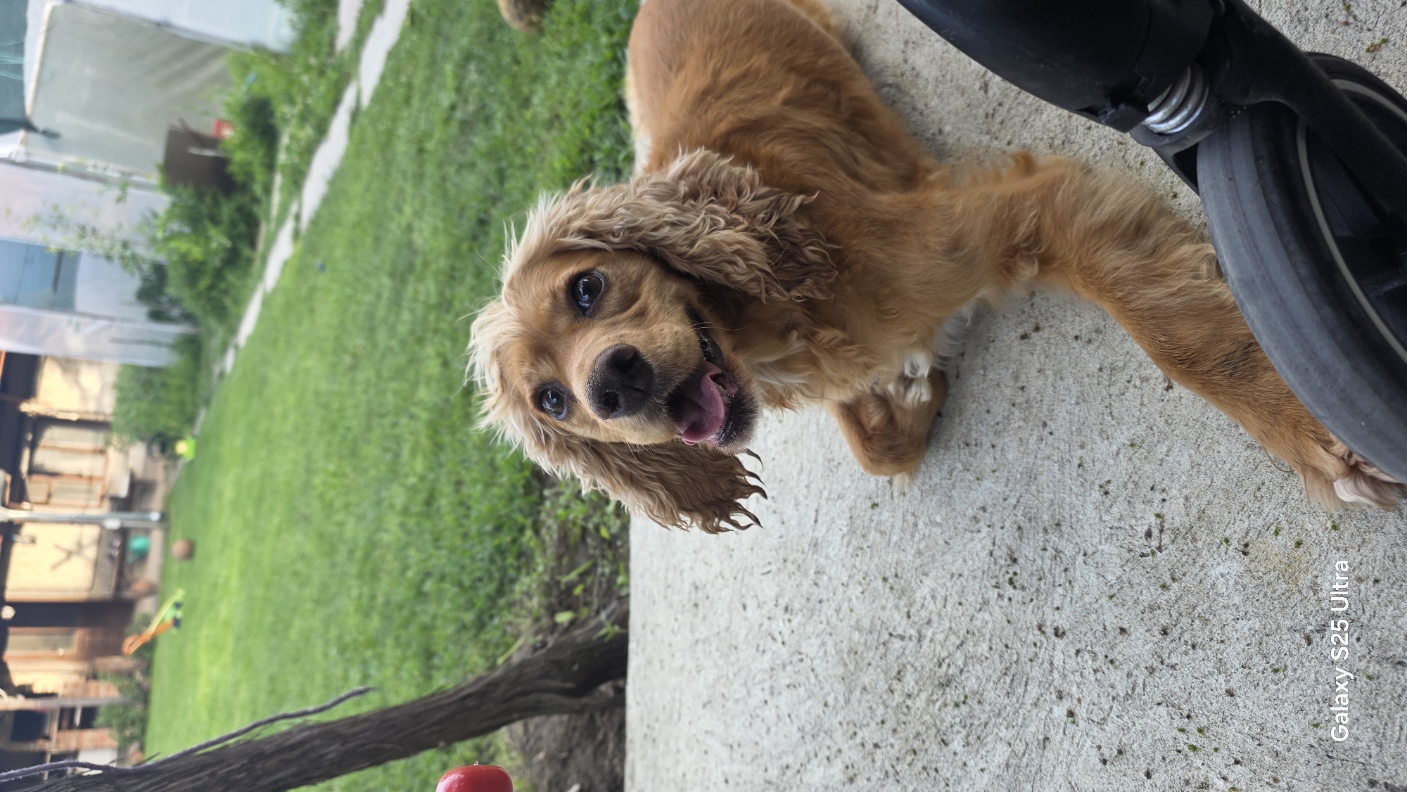 A medium shot captures a light brown Cocker Spaniel dog lying on a concrete surface in a backyard. The dog's mouth is open, and its tongue is visible, giving it a happy or panting expression. Its floppy ears are long and wavy, and its eyes are dark and attentive. The dog is positioned in the foreground, facing slightly to the left of the camera.
In the background, a lush green lawn extends into the distance. Various objects are scattered across the yard, including a red ball hanging from a tree branch on the left, a blue and yellow seesaw-like toy, a brown ball, and some white structures that appear to be greenhouses or shelters. A path or walkway, also made of concrete, is visible in the mid-ground, curving through the grass. A tree trunk is prominent on the left side of the image, near the hanging red ball.
The overall scene suggests a residential outdoor environment. The presence of toys and the relaxed posture of the dog indicate a domestic setting, likely a backyard in a suburban or rural area. The lighting suggests it is daytime, possibly late afternoon given the warm tones. The watermark "Galaxy S25 Ultra" is visible in the bottom left corner, indicating the device used for capture. The location is identified as Ezerovo, Bulgaria.