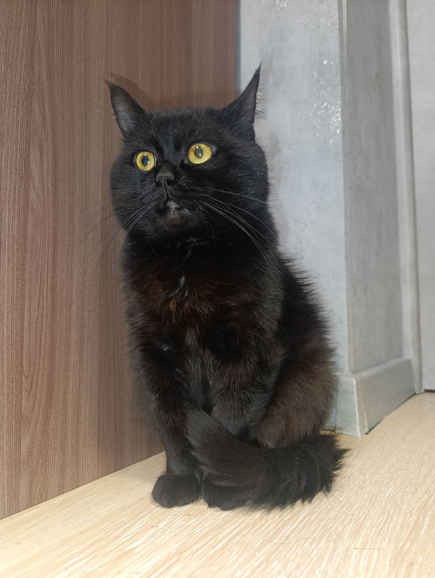 A black cat with bright yellow eyes is sitting on a light wooden floor, against a background of a wooden wall and a grey, textured wall. The cat is facing to the left of the frame, with its head slightly tilted up. Its tail is curled around its body. The overall lighting is dim, with the cat's eyes being the brightest point. The scene appears to be indoors, possibly in a domestic setting. The location in Zlatopil, Ukraine is not discernible from the visual information provided in the image.