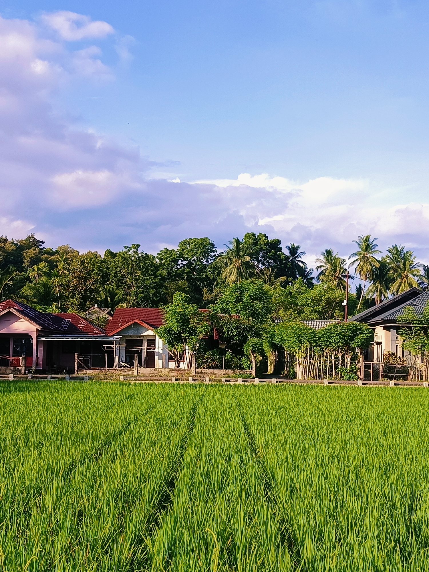 A wide-angle, landscape, full shot captures a vibrant green rice paddy in the foreground, with two faint parallel tracks visible, suggesting recent passage. Beyond the paddy, a line of modest houses with corrugated red and grey roofs is visible, nestled against a dense backdrop of lush green trees and palm trees. The houses appear to be single-story structures with visible windows and verandas. A low fence or wall separates the houses from the rice field. The sky above is a clear blue, punctuated by scattered white and light purple clouds. The lighting suggests it is late afternoon or early evening, casting a warm glow on the scene. This image depicts a rural landscape likely in Keude Trienggadeng, Indonesia, characterized by agriculture and residential buildings.