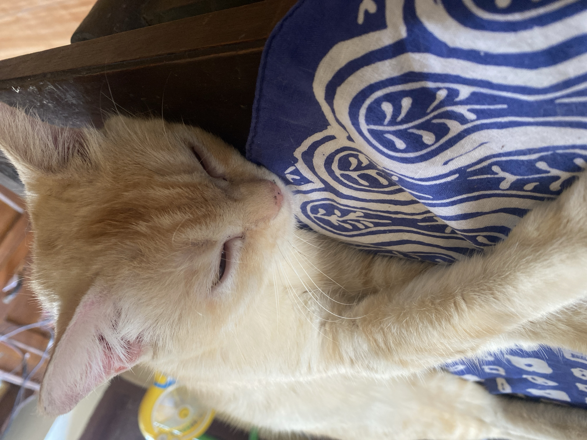 A light-colored cat is sleeping on a table in Sugihwaras, Indonesia. The cat is lying on its side, with its head resting on a blue and white patterned cloth. Its eyes are closed, and its mouth is slightly open. The cat's fur is light orange and white. The table is made of dark wood. In the background, there is a yellow and green object, possibly a toy, and some wires. The scene is well-lit, suggesting it is daytime.