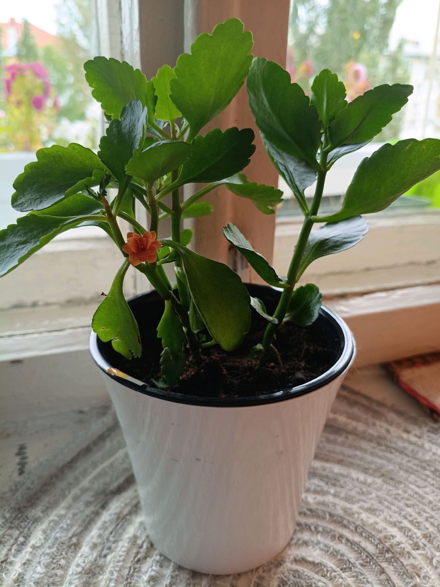 An orange Kalanchoe flower is blooming on a potted plant with lush green leaves. The plant is in a white pot, which sits on a textured, light-colored fabric. The pot is positioned on a windowsill, with a window behind it showing a blurred background of trees and buildings, suggesting an outdoor view. The overall scene is domestic and tranquil. The image does not contain any information that allows for the determination of its location in Asbest, Russia.