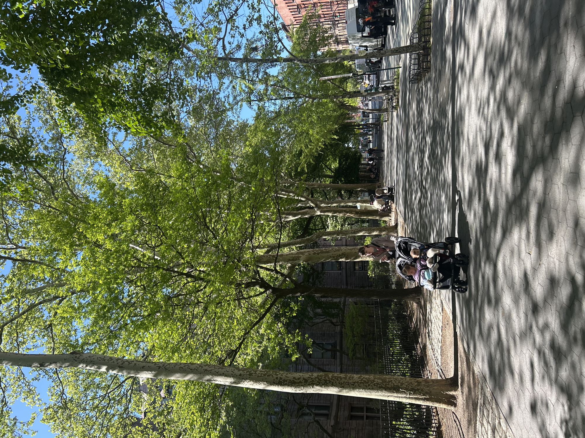 The image, rotated 90 degrees clockwise, depicts a vibrant outdoor scene on a sunny day, likely in a park or along a tree-lined street in New York City.
In the foreground, a person is pushing a black double stroller containing two young children. The children are seated and appear comfortable. The person pushing the stroller is partially visible from behind.
The scene is dominated by a wide pedestrian path paved with hexagonal pavers, which is extensively covered in intricate, dappled shadows cast by the dense canopy of trees overhead. Bright sunlight filters through the lush, light green leaves of numerous trees, illuminating portions of the path and the foliage. The trees, possibly London Plane trees, feature distinctive mottled bark, and their branches form an overarching canopy against a clear blue sky.
Along the right side of the path, several benches are visible. Beyond the trees and path, an urban street is present, lined with parked vehicles, including what appear to be vans or trucks. Multi-story brick buildings with numerous windows form the backdrop, indicating an established urban environment. An iron fence runs alongside the path, separating it from the buildings or other park areas. Other pedestrians are visible further down the path, enjoying the pleasant weather.
The image captures a peaceful moment on a clear, sunny day, likely late morning or early afternoon, characterized by strong contrasts between light and shadow. No discernible text is clearly visible in the image.