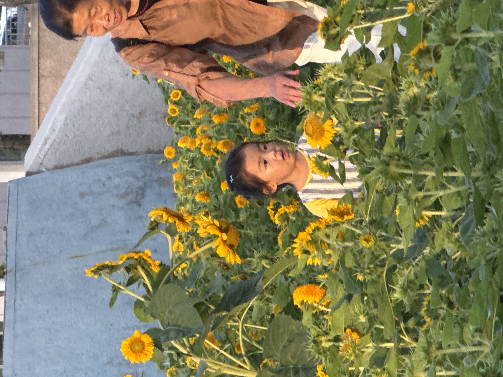 In Zhongtun, China, a young girl with dark hair and a striped yellow and white shirt stands in a field of sunflowers. She is looking to her left with a surprised expression. Behind her, an adult woman with dark hair and a brown shirt is reaching out towards the girl's shoulder. The sunflowers are in various stages of bloom, with some fully open and bright yellow, while others are still in bud. The background features a light blue wall and a concrete structure. The lighting suggests it is late afternoon or early evening, casting a warm glow on the scene.