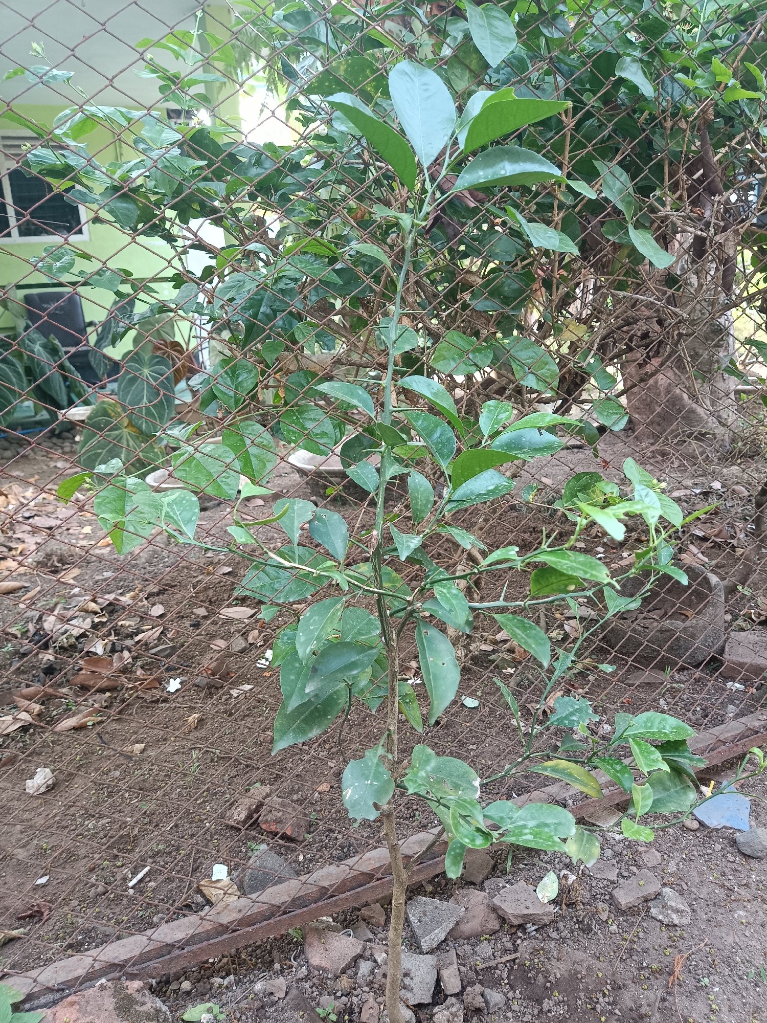 An outdoor, ground-level, medium shot shows a small, leafless sapling with sparse, green leaves in the foreground. The sapling is planted in dry, brown soil littered with small rocks, debris, and some fallen brown leaves. A rusted, diamond-patterned metal fence runs horizontally across the mid-ground of the image, obscuring a portion of the sapling and the background. Behind the fence, more dense green foliage is visible, and further in the background, a light green wall of a building can be seen with a window. The overall environment appears to be an unkempt outdoor area, possibly a backyard or a neglected garden space, in Jember, Indonesia.
