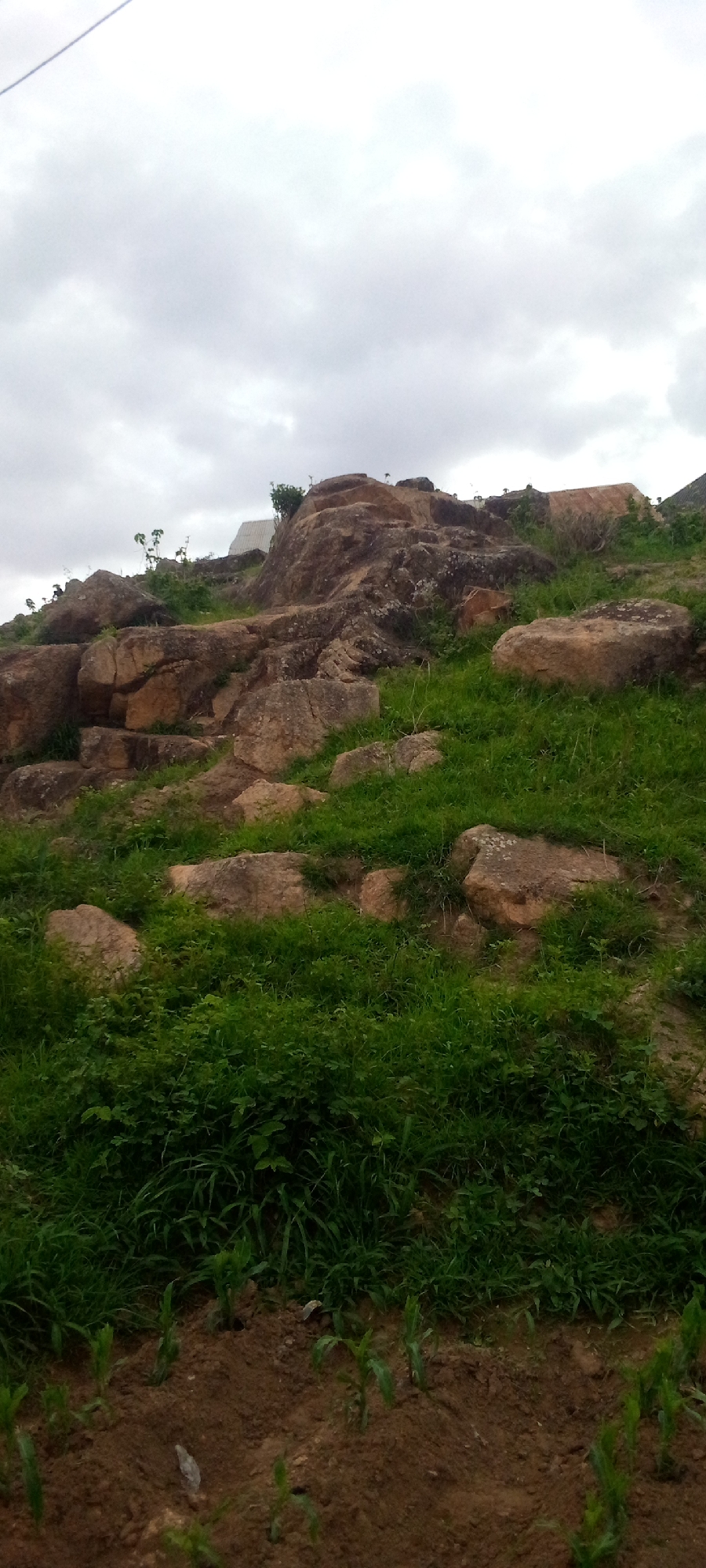 The image depicts a rocky, overgrown hillside with sparse vegetation, located in Gura Top, Nigeria. Large, weathered boulders are scattered across the landscape, interspersed with patches of green grass and some small, leafy plants. In the background, a simple, light-colored structure with a sloped roof is visible, partially obscured by trees and foliage. The sky is overcast with heavy gray clouds. The foreground shows a strip of reddish-brown soil with a few small, green seedlings planted in rows. The overall scene suggests a natural, somewhat rugged environment with signs of human habitation in the distance.