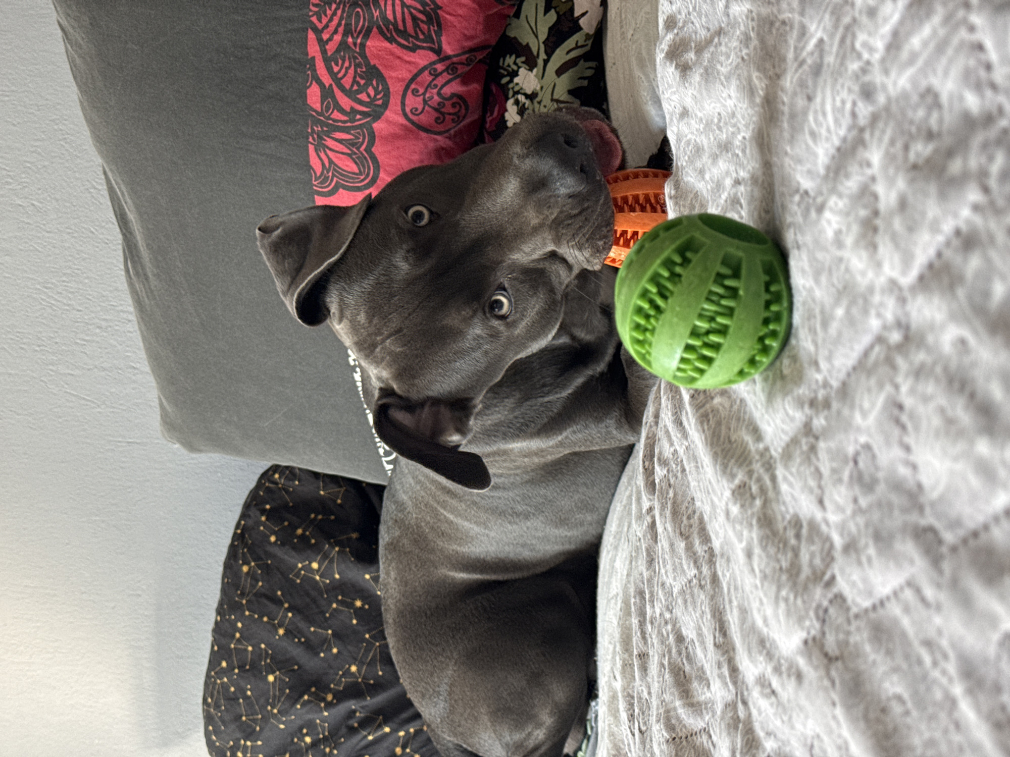 A gray pit bull-type dog lies on a bed or couch. The dog has a green, ridged ball and a partially visible orange toy next to it on a white, textured blanket. The dog is surrounded by pillows and fabric with various patterns, including a gray pillow, a pillow with a red and black floral pattern, and a black fabric with a gold constellation pattern. The dog is looking up at the camera with wide eyes and its tongue slightly visible. The image location is impossible to determine based on the image content alone.