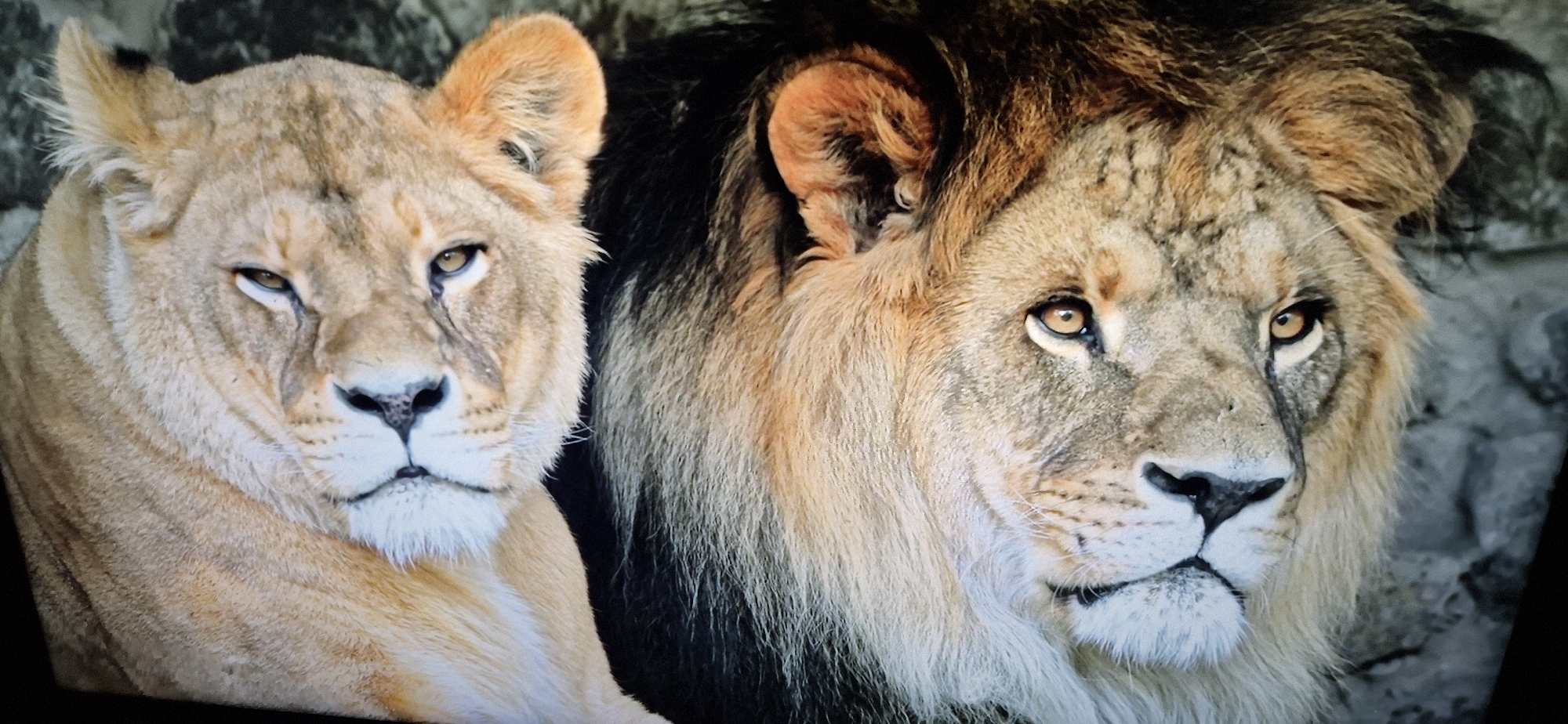 An extreme close-up shot shows the faces of a male and female lion, positioned side-by-side. The female lion is on the left, her head tilted slightly downwards and her gaze directed forward with narrowed eyes. Her fur is a light tan color, with faint stripes visible on her face. The male lion is on the right, his head turned slightly to the right. He has a large, dark mane that surrounds his face, contrasting with his lighter fur. His eyes are open and looking forward. The background is a dark, rocky texture. The image is framed tightly on the lions' faces, with their bodies mostly out of view.