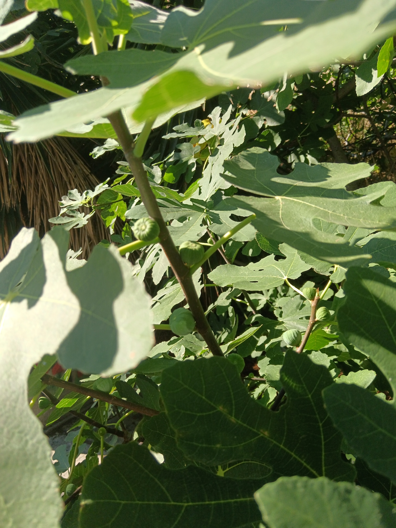 The image shows a close-up view of a fig tree in Municipal Unit of Vocha, Greece. Several green, unripe figs are visible on the branches, surrounded by large, lobed leaves. The scene is illuminated by natural sunlight, creating shadows and highlighting the textures of the foliage. The background is filled with more leaves and branches, suggesting a dense canopy. There are no people or animals present in the image.