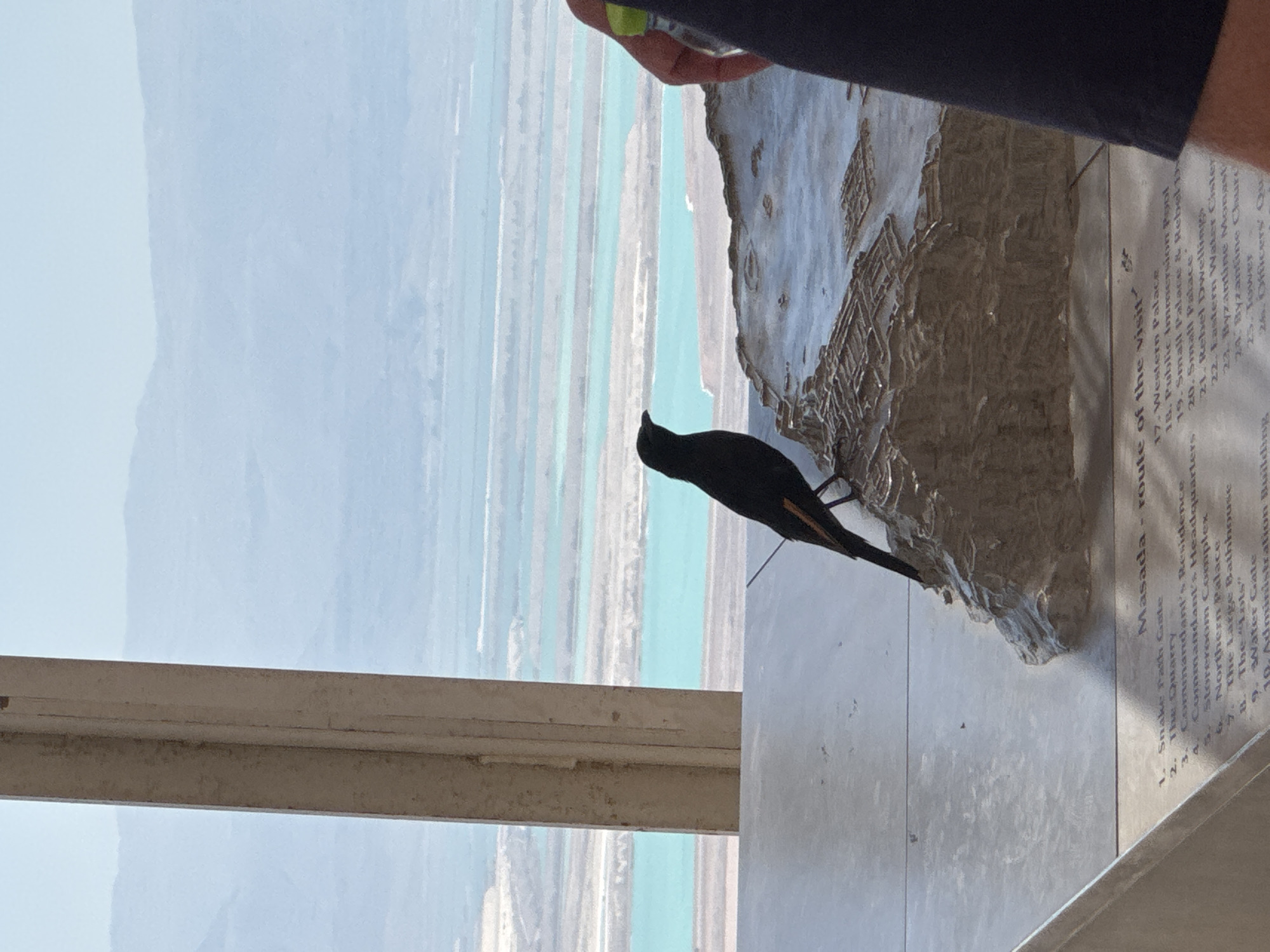 A black bird with orange markings on its wings stands on a topographical model of Masada, a desert fortress in Israel, overlooking the Dead Sea. The bird is perched on a raised section of the model, which depicts buildings and structures. In the background, a hazy view of mountains and the turquoise waters of the Dead Sea is visible. The model is placed on a table with a list of sites labeled "Masada - route of the visit". A person's arm and hand, holding a green-capped bottle, are partially visible on the right side of the frame. The scene appears to be indoors, with a window frame visible on the left.