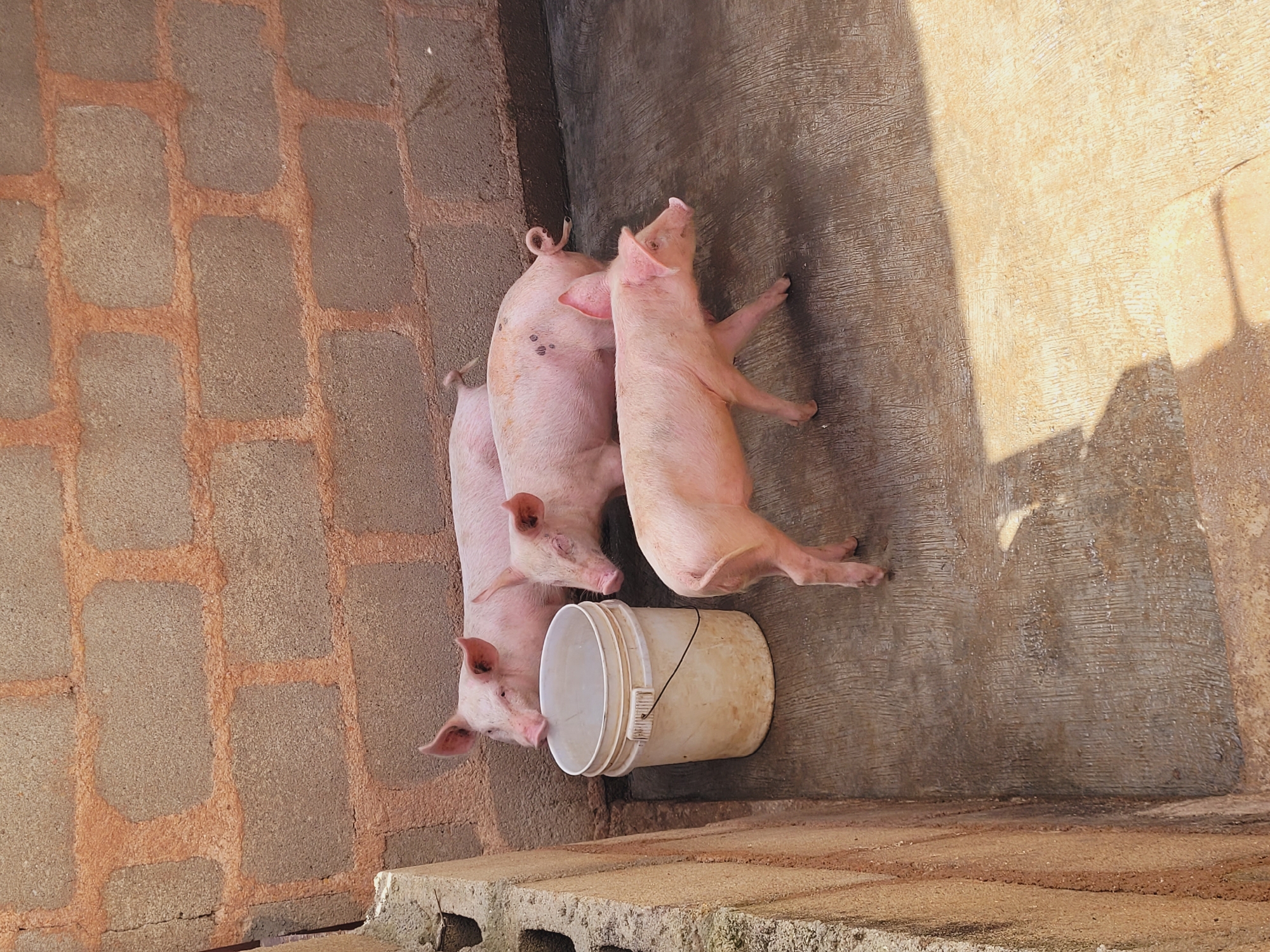 Three piglets are gathered around a white bucket on a concrete floor. The piglets are light pink and appear to be young. One piglet is nudging the bucket with its nose, while the other two are standing near it. The scene appears to be outdoors, with a brick wall on the left and a textured concrete wall in the background. Sunlight casts shadows on the ground, suggesting it is daytime. The overall impression is one of a farmyard or enclosure where the piglets are being kept. There is no visible text in the image.