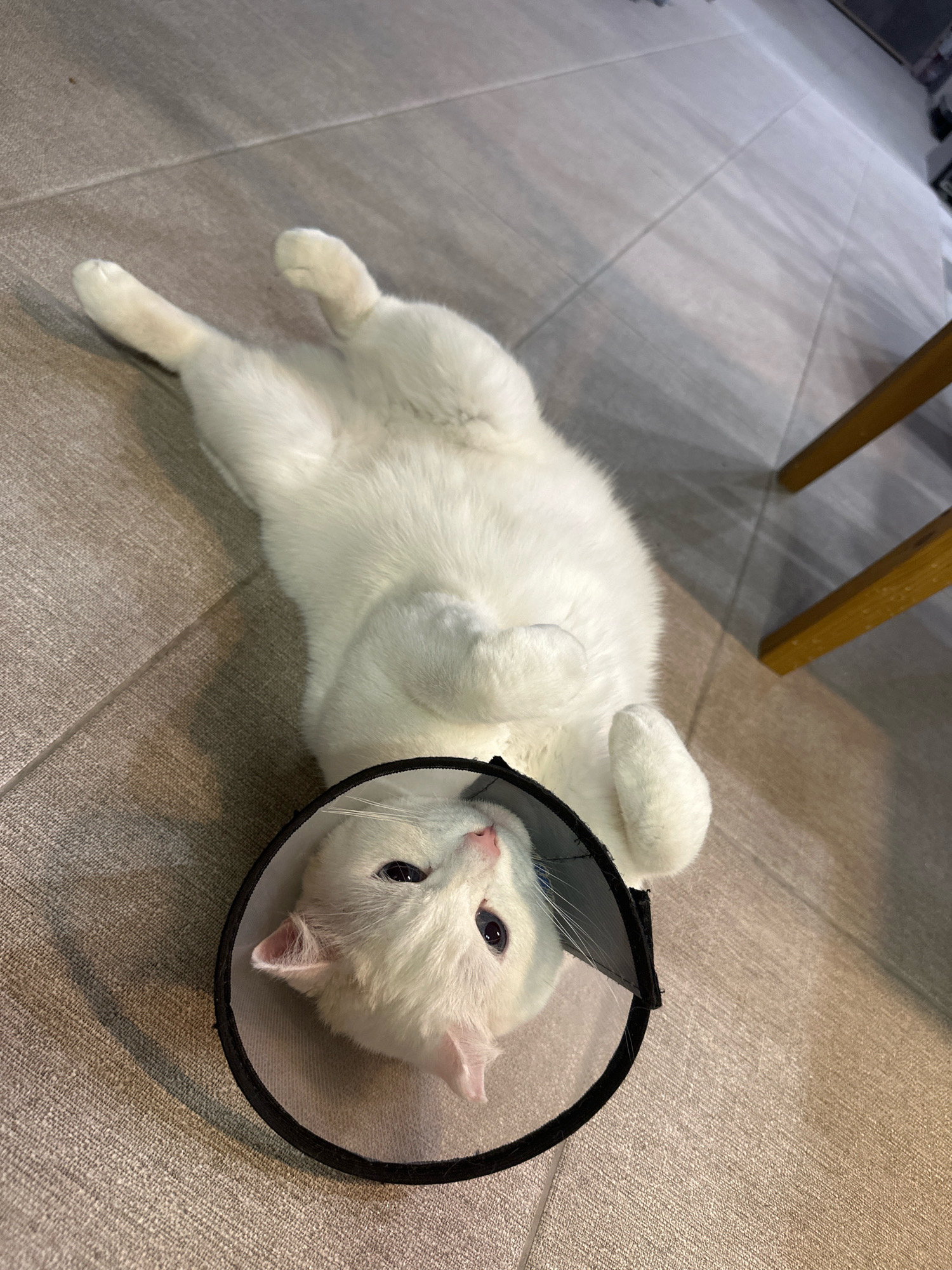 A white cat wearing a clear plastic cone is lying on its back on a tiled floor. The cat's front paws are tucked towards its chest, and its hind legs are extended. The cat's head is turned towards the viewer, with its blue eyes open and its pink nose visible. The floor is made of large, rectangular tiles in shades of beige and gray. In the background, a portion of a wooden chair leg is visible. The scene is indoors, on a floor that appears to be in a home or a public space. There are no people in the image. There is no information in the image that allows for a specific location within Kamenka, Russia to be identified.