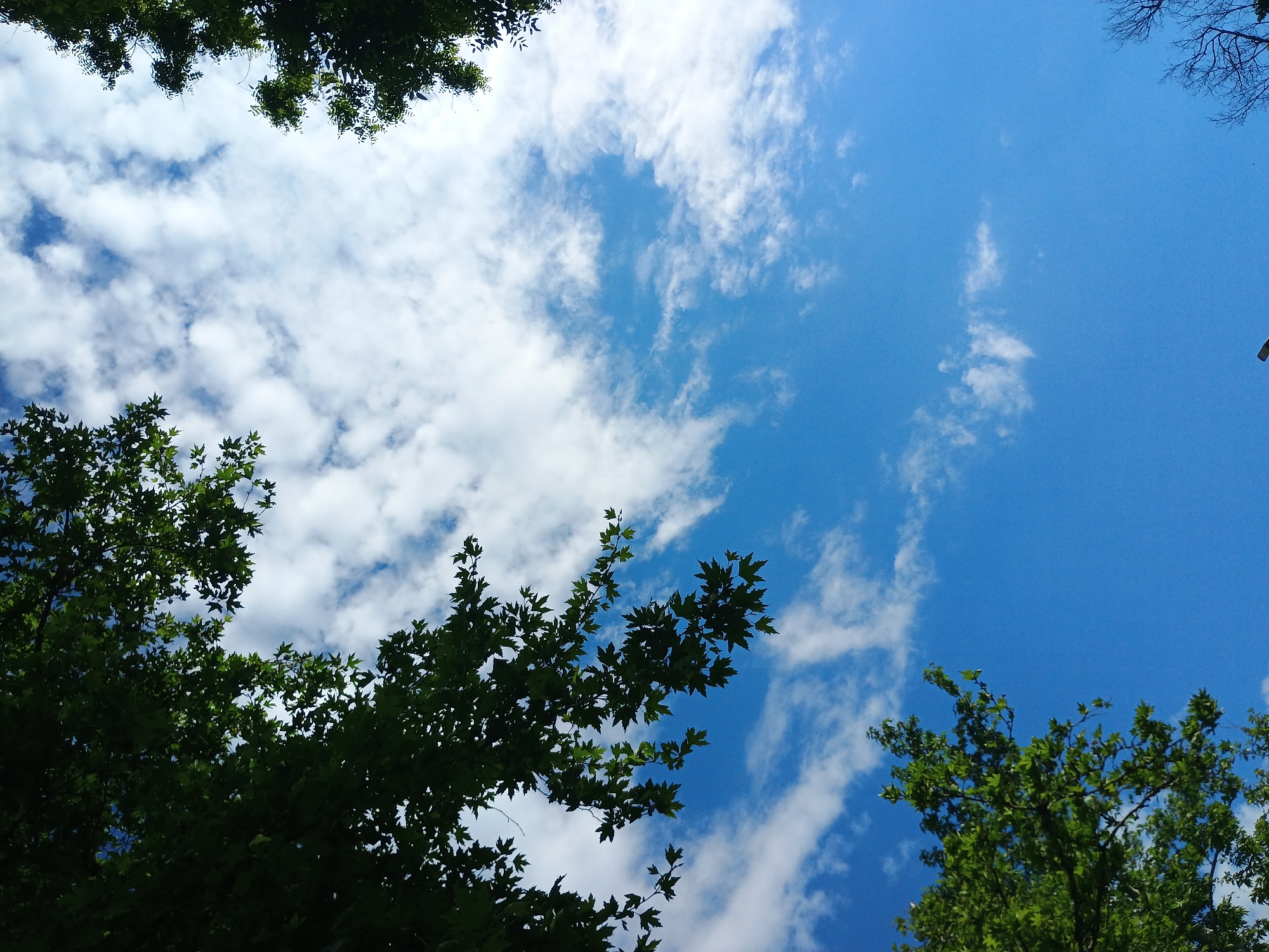 The image shows a view looking up at a blue sky with scattered white clouds. Tree branches with green leaves frame the edges of the image, obscuring some of the sky.