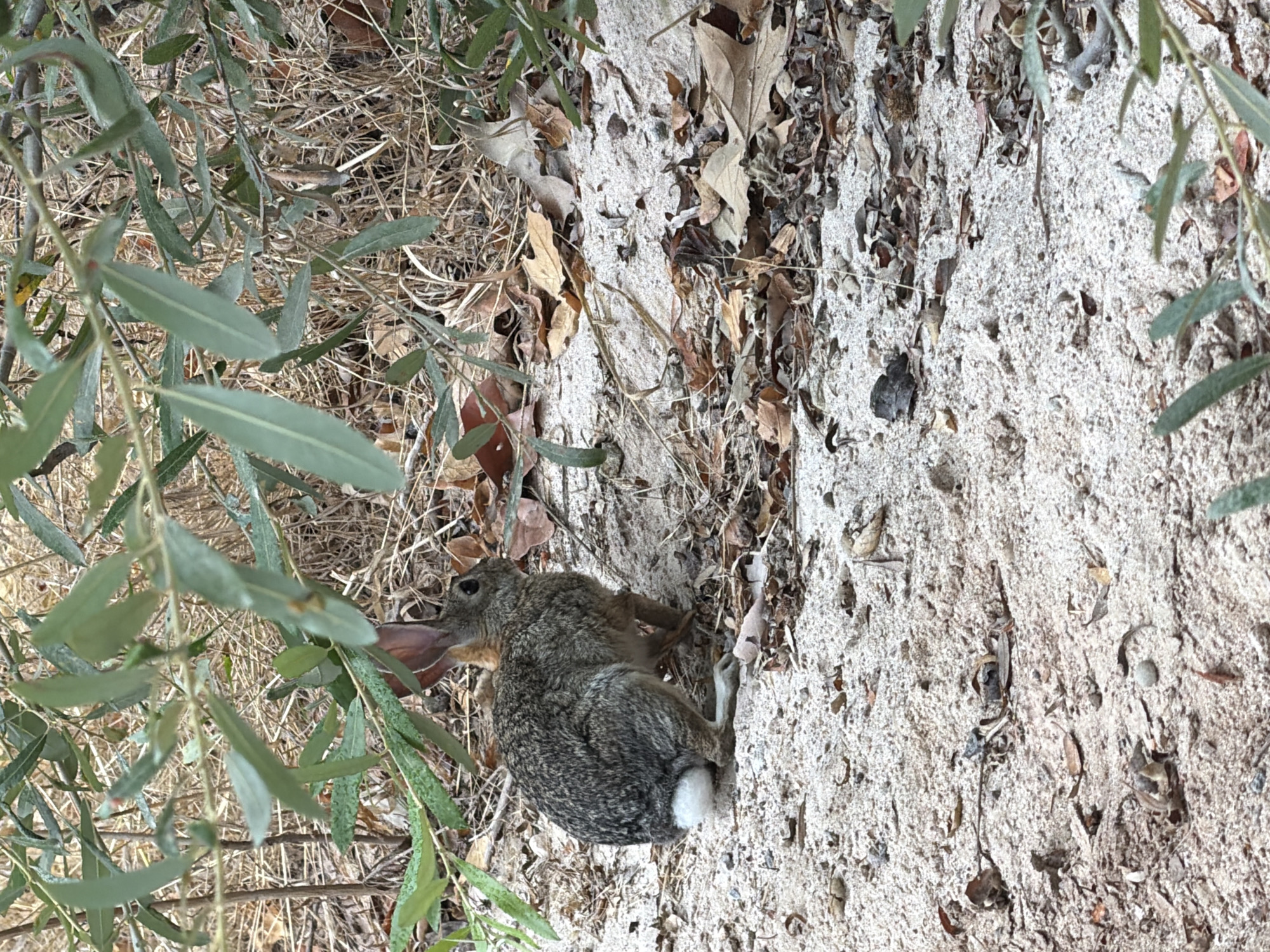 A wild rabbit with gray-brown fur and a white tail sits on sandy ground partially covered with dry leaves and twigs, beneath a low-hanging branch of a leafy green tree. The scene appears to be in a natural outdoor setting. This image was captured in Lake Forest, United States of America.