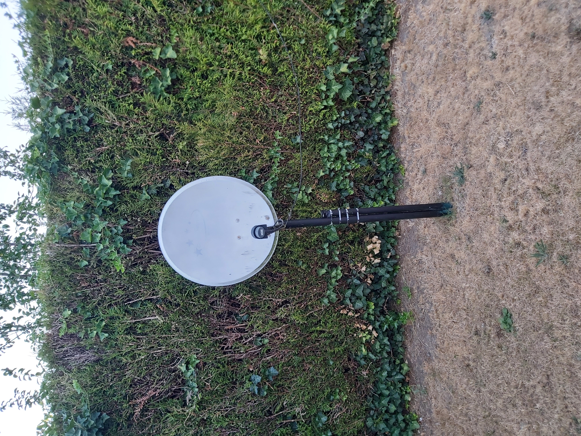 An outdoor medium shot shows a satellite dish mounted on a black pole in front of a dense green hedge. The satellite dish is white and faces slightly left. The pole has a few white zip ties wrapped around it near the bottom. The hedge is thick with various shades of green foliage and some patches of ivy. The ground in front of the hedge is dry, yellow grass with a few small green plants. The sky is visible at the top of the image, appearing bright and overcast. There are no people or animals visible in the scene.