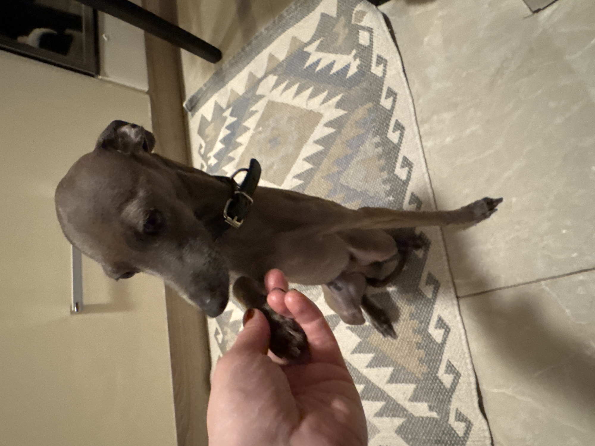 A brown Italian Greyhound is seated on a patterned rug, with a human hand reaching out to its paw. The environment appears to be indoors, possibly a home. The photograph does not provide enough context to confirm if it's in the city of Vracar Urban Municipality, Serbia.