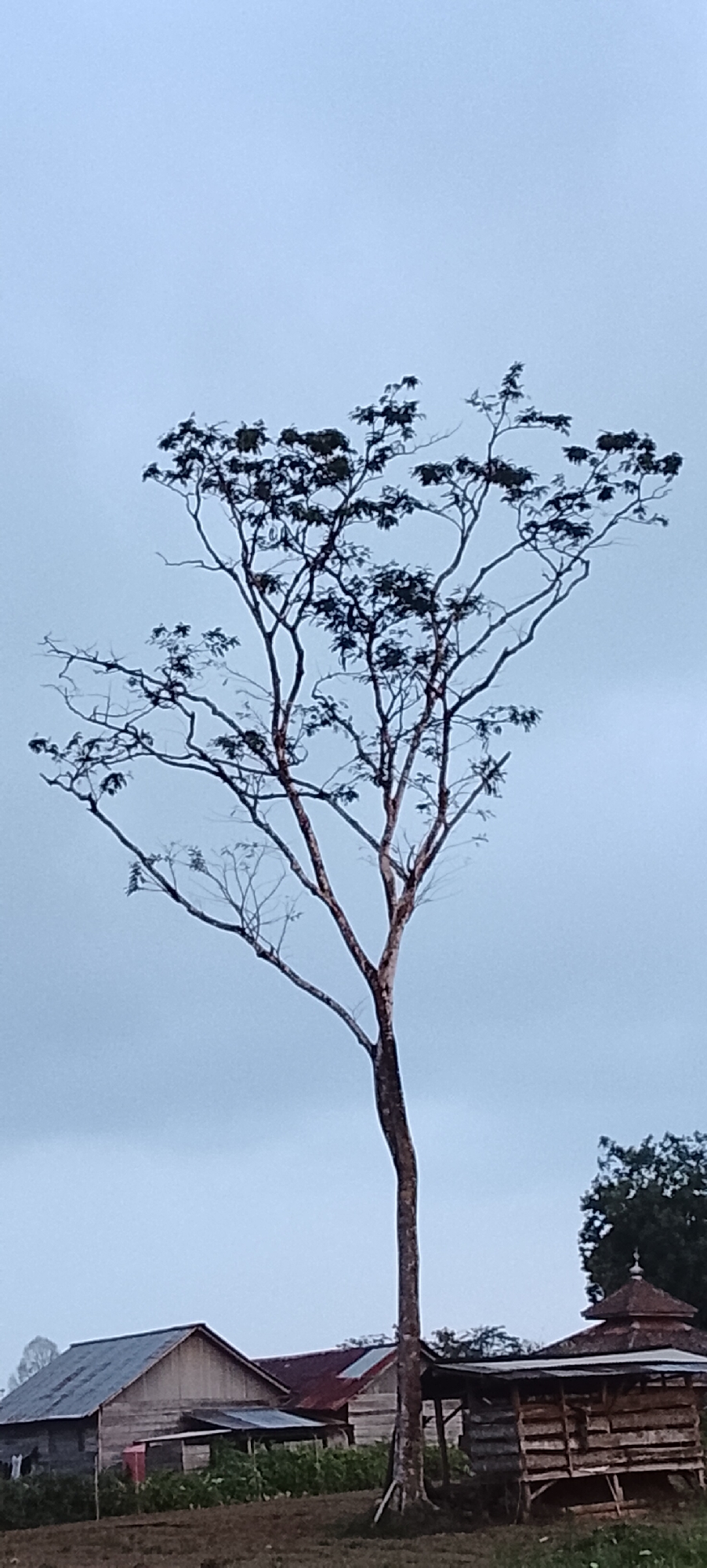 An outdoor, vertical, full shot captures a lone, bare-branched tree with a dark brown trunk and branches, silhouetted against a pale, overcast sky. The tree, which dominates the center of the frame, has a sparse canopy of dark green leaves clustered at the top. Below the tree, to the left, is a long, low-lying wooden building with a gray corrugated roof. To the right of that, a smaller, open-sided wooden structure with a dark, peaked roof resembling a small mosque or pavilion is visible. Further to the right, another building with a reddish-brown roof peeks out from behind a dense green tree. The ground in the foreground appears to be a dry, brown field. The scene is likely located in Padang Dalom, Indonesia, given the architectural style and vegetation.