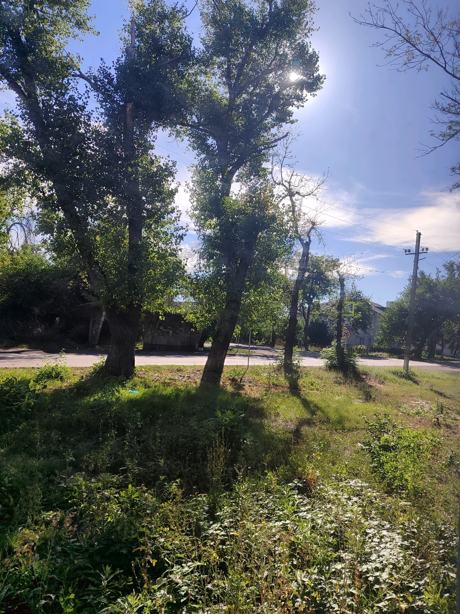 A vertical shot captures a sun-drenched outdoor scene with lush greenery and trees. The foreground is dominated by dense, tall grass and various plants in shades of green and yellow, with some areas illuminated by sunlight creating bright patches. In the middle ground, a paved road runs horizontally, bordered by more grass and trees. Two large trees with full green foliage stand prominently in the left and center of the frame, casting shadows on the grass. Behind them, a concrete structure, possibly part of a bridge or underpass, is visible. In the background, more trees and some buildings are scattered. A utility pole with wires stands to the right of the frame, and a speed limit sign indicating "20" is also visible on the right side of the road. The sky is a bright blue with scattered white clouds, and the sun is shining intensely, creating lens flare and highlighting the leaves of the trees. The overall impression is a sunny day in a semi-urban or rural environment.