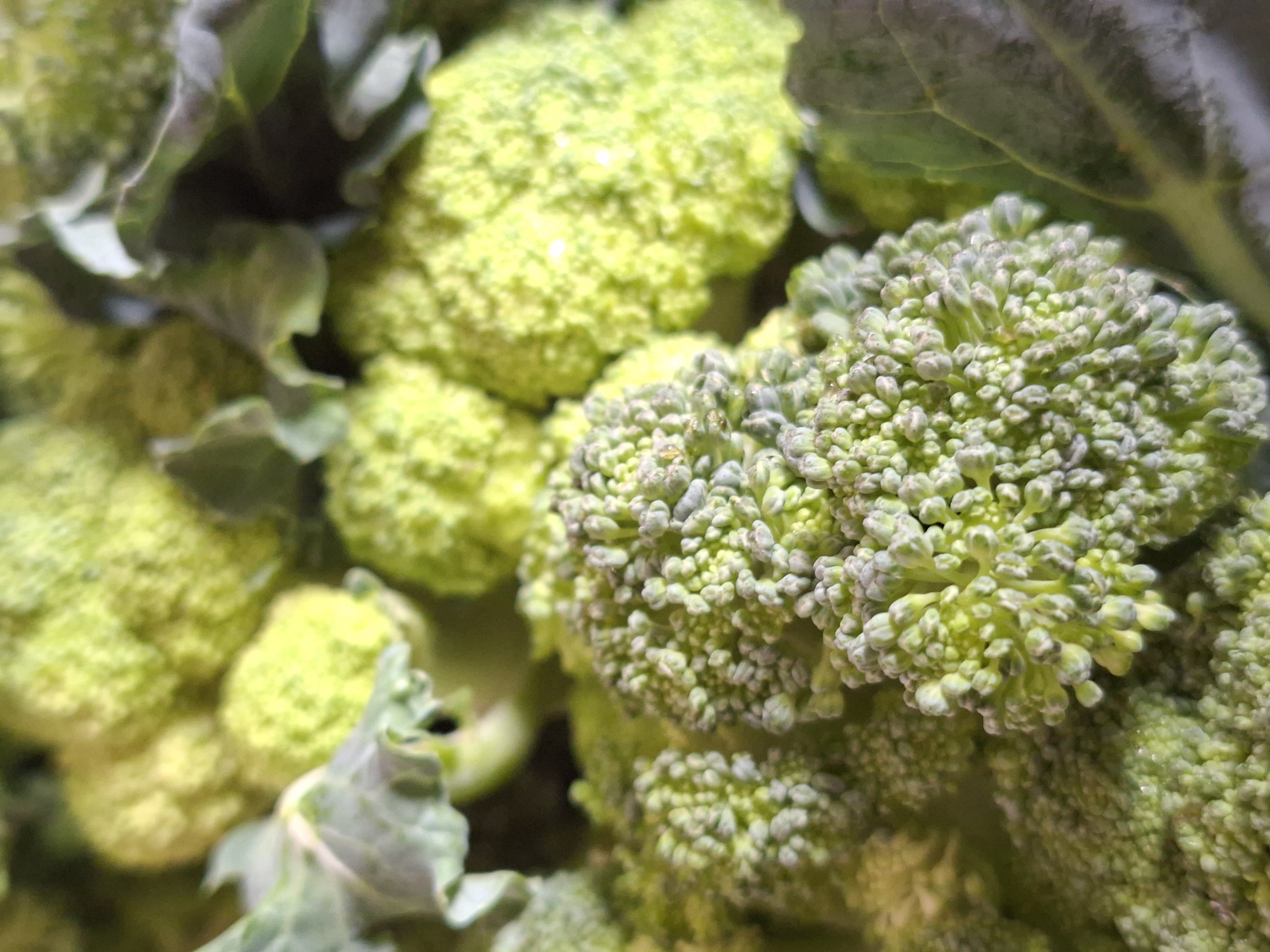 The image is a close-up, macro shot of fresh broccoli florets. The broccoli is bright green and appears to be very fresh, with tightly packed florets. The texture of the florets is visible, showing the small, bumpy buds. Some of the broccoli stems and leaves are also visible, adding to the natural, fresh appearance. The lighting highlights the vibrant green color and the intricate details of the vegetable. There is no indication of a city, location, or any people in this image.