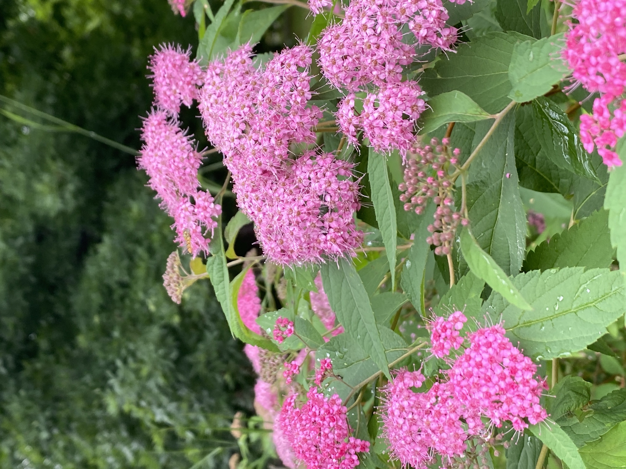 The image is a close-up shot of a cluster of bright pink flowers with green leaves in an outdoor setting. The flowers are small and densely packed, with a feathery appearance due to their numerous stamens. Some of the leaves have water droplets on them, suggesting recent rain or dew. In the background, out of focus, are more green foliage and a hint of darker green trees. The scene appears to be a garden or park, likely located in the city of Zapadny, Russia. There are no people or animals visible in the frame.