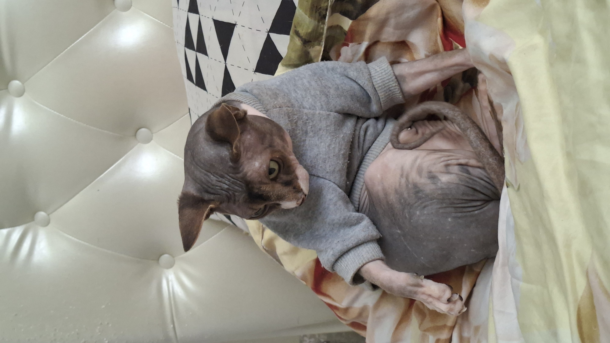 A Sphynx cat, wearing a grey sweater, sits on a bed with a tufted white headboard and patterned pillows. The cat is bald, with wrinkled skin, and has green eyes. Its tail is curled around its body. The background shows a yellow and tan patterned blanket. The image is taken indoors, likely in a bedroom. There is no indication of the location being Myadzyel, Belarus.