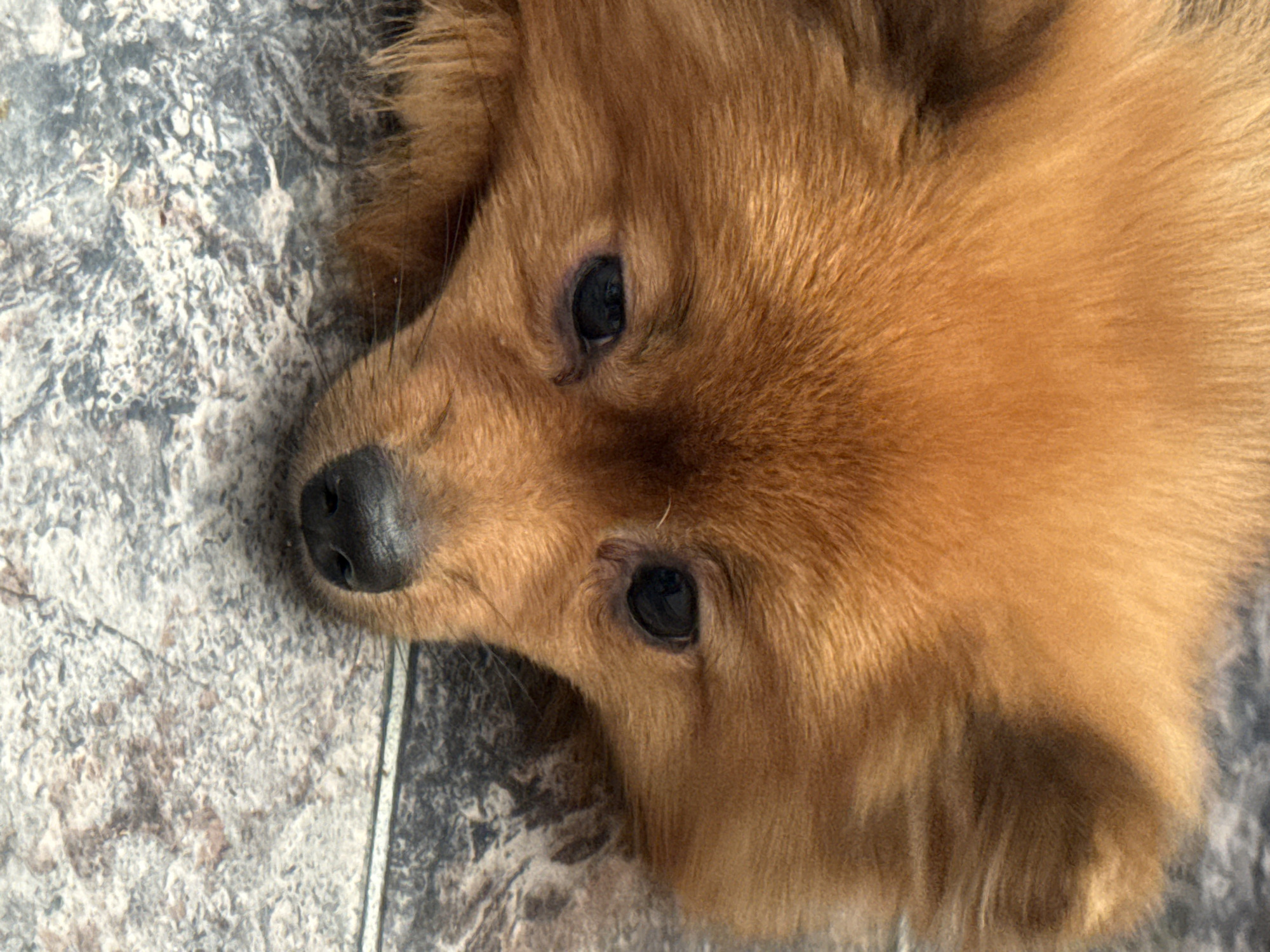 The scene, set in the city of Khimki, Russia, captures a close-up, downward-facing view of a small, reddish-orange or tan-colored canine, likely a Pomeranian breed, in a recumbent position. The animal's head is resting directly on a textured floor surface, with its dark, circular eyes gazing downward and its black, moist-appearing nose prominent in the lower central part of the frame. The fur exhibits varying shades of orange and brown, with individual strands visible, particularly around the ears and head. The floor beneath the dog is a hard surface, possibly tile or stone, characterized by an irregular, mottled pattern composed of shades of gray, white, and faint brown. A distinct, thin horizontal line, potentially a grout line or tile seam, traverses the lower portion of the floor. No other subjects, objects, or actions are discernible within the frame. The lighting appears uniform and diffuse, casting minimal shadows.