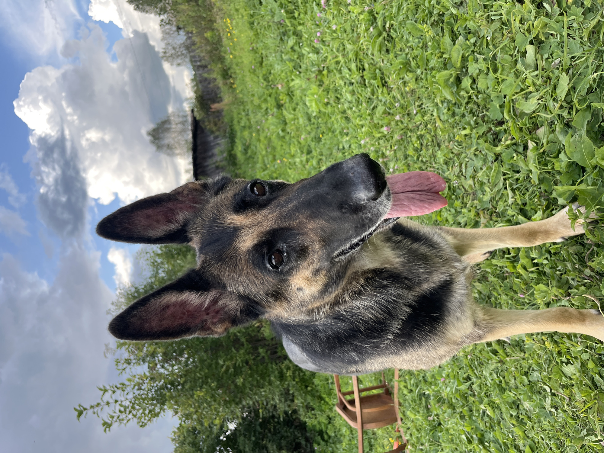 A German Shepherd dog stands in a grassy outdoor area. The dog is facing forward, with its tongue hanging out. The background consists of trees, a cloudy sky, and a wooden structure. There is also a detached wooden object that appears to be part of a piece of furniture or equipment to the left of the dog. The location is not specifically identified as Nizhny Tagil, Russia; it is a generic outdoor scene.