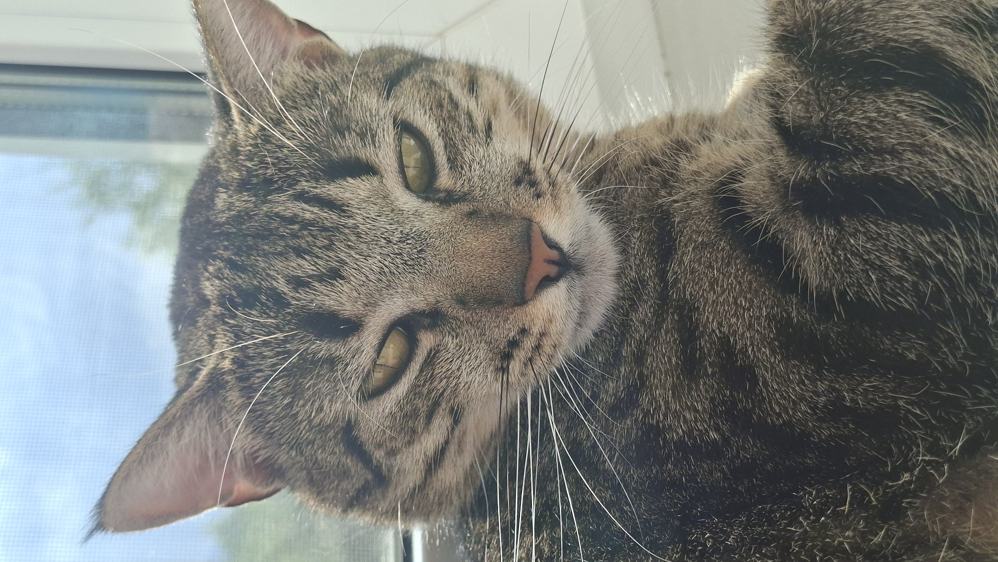 A close-up, high-angle shot captures the head and upper body of a domestic tabby cat. The cat's head is tilted, revealing its green-gold eyes, a pink nose, and prominent white whiskers that fan out from its muzzle. Its fur is a mix of brown, grey, and black, forming distinct tabby stripes and patterns. One eye appears slightly more open than the other, giving the cat a relaxed or sleepy expression.
The cat is positioned indoors, likely resting on a surface near a window. In the background, visible through the window, is a bright blue sky, indicating it is daytime with clear weather. Blurred green foliage or trees can also be discerned outside. The lighting is natural and bright, illuminating the cat's features. No text is visible in the image. The overall impression is one of tranquility and comfort.