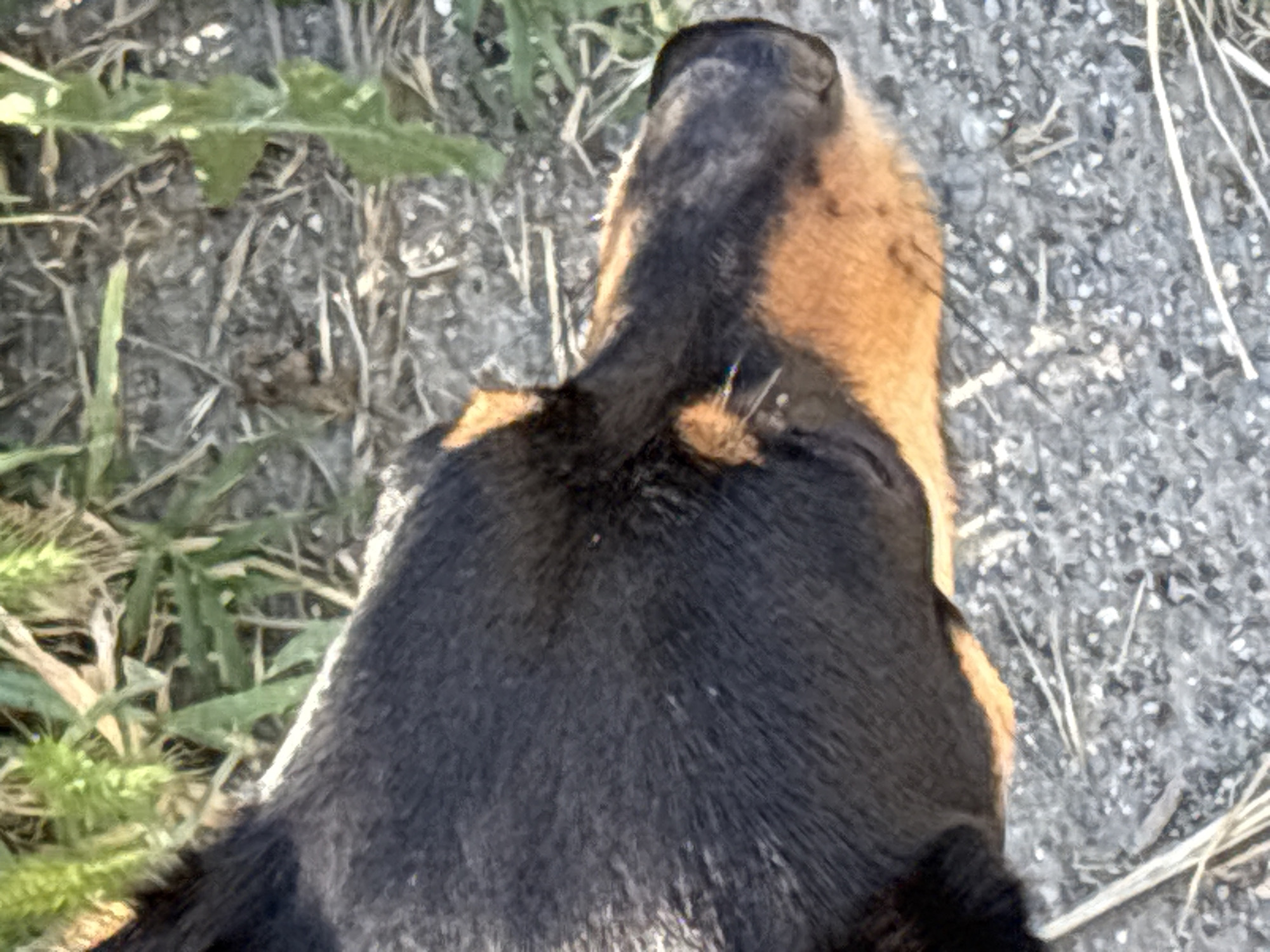 The image shows the back of a dog's head and neck, viewed from above and slightly behind. The dog has black fur on its neck and back, transitioning to tan fur on its head. The dog is outdoors, with dry, rocky ground and some green vegetation visible in the background. The lighting suggests it is daytime, likely sunny, casting some subtle shadows. There are no people visible in the image, nor any identifiable text. The overall scene is a close-up, slightly blurred shot of a dog in an outdoor, natural environment. The dog's fur appears thick and healthy. Some thin, light-colored stalks of dried grass or weeds are scattered on the ground. The focus is on the textures of the dog's fur and the ground.