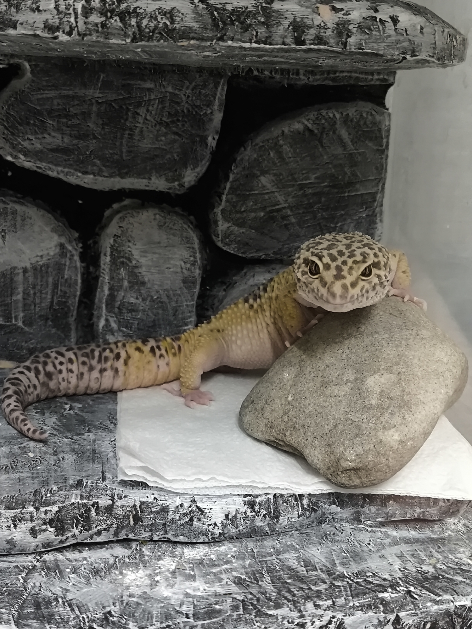 The scene, located in Chaikovsky, Russia, features a single leopard gecko (*Eublepharis macularius*) resting within an artificial enclosure. The gecko, primarily pale yellow with dark brown to black spots across its head, back, and tail, has a lighter, pinkish-white underside. Its head and forelimbs are elevated, resting on a smooth, rounded, light grey rock positioned centrally in the frame. A white, folded paper towel is situated beneath the rock and the midsection of the gecko's body. The background consists of dark grey, textured blocks, simulating a stacked rock wall, with some white accents. The flat foreground surface displays a mottled grey and white texture, also resembling rock or concrete. No human presence is observed.