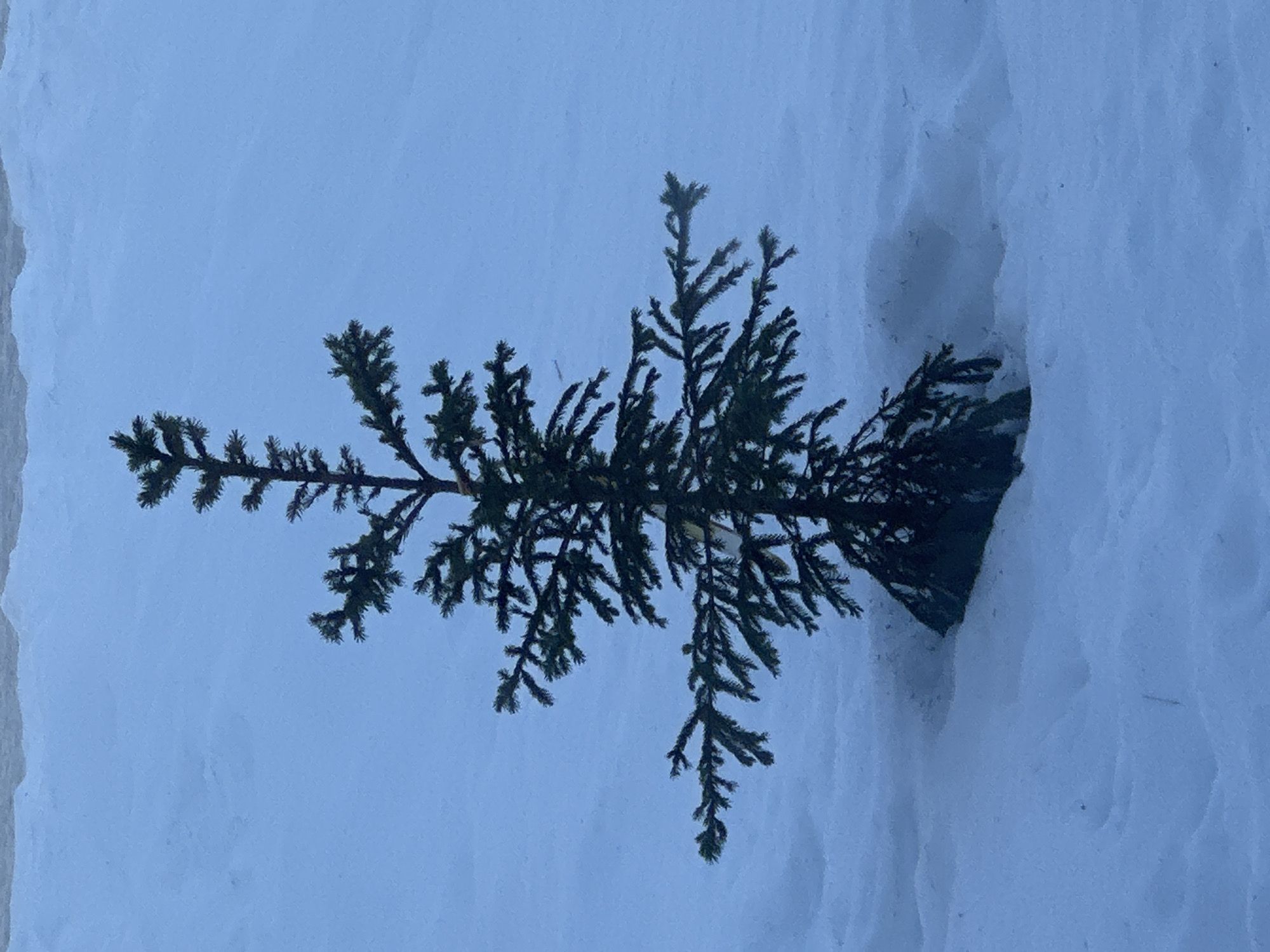 A solitary, dark green conifer tree, approximately 1.5 meters in height, stands centrally within a vast, undisturbed expanse of snow. The ground is uniformly covered in deep, white snow, exhibiting subtle blue tones under diffuse ambient light, extending across the entire foreground and midground. The tree's lower branches are partially integrated into the snowpack. The background features an overcast, pale blue-grey sky, with a faint, irregular line of what appears to be a distant snow-covered ridge visible along the uppermost edge of the frame. No individuals, animals, or man-made objects are present. The scene is illuminated by uniform, diffuse light, consistent with an overcast winter day or twilight conditions. This scene is located in Chaikovsky, Russia.