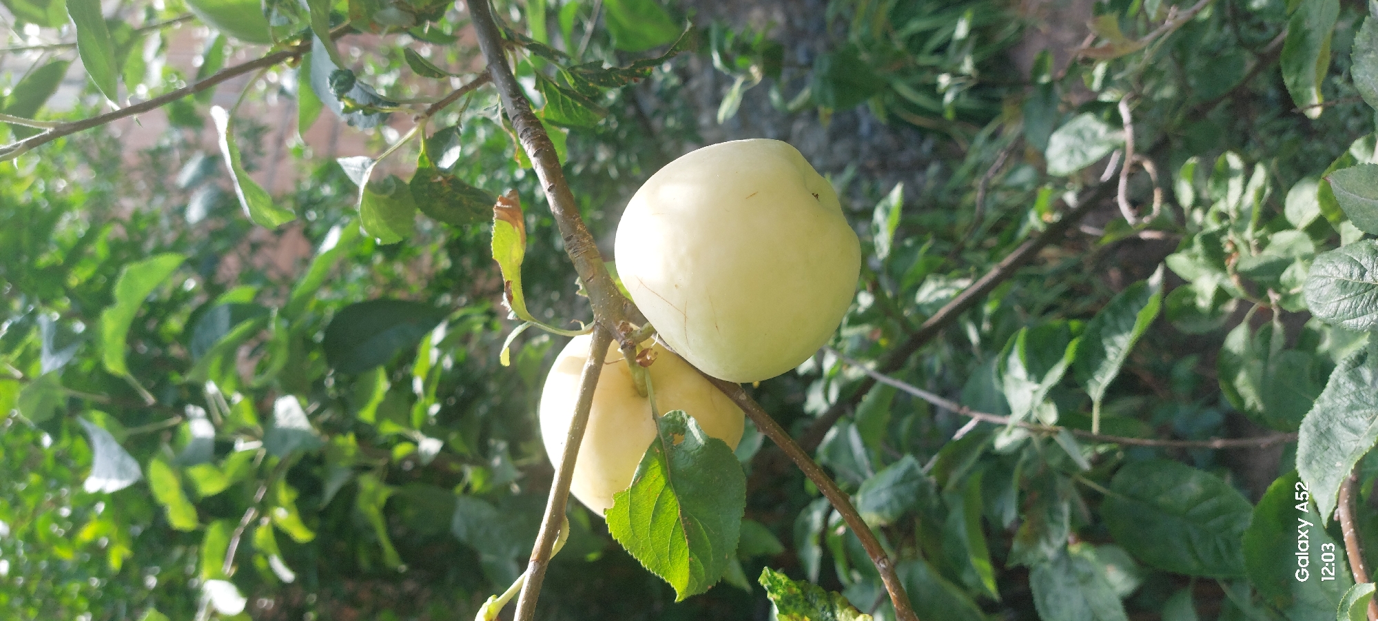 An outdoor, eye-level, medium shot captures two pale yellow apples hanging from a tree branch, surrounded by lush green foliage. The apples are round and smooth, with a slight blush on one side. Sunlight filters through the leaves, creating dappled light and shadow on the fruit and branches. The background is a blur of green leaves and possibly a building or wall. The scene is serene and suggests a natural, tranquil setting. The location is Ganja City, Azerbaijan.