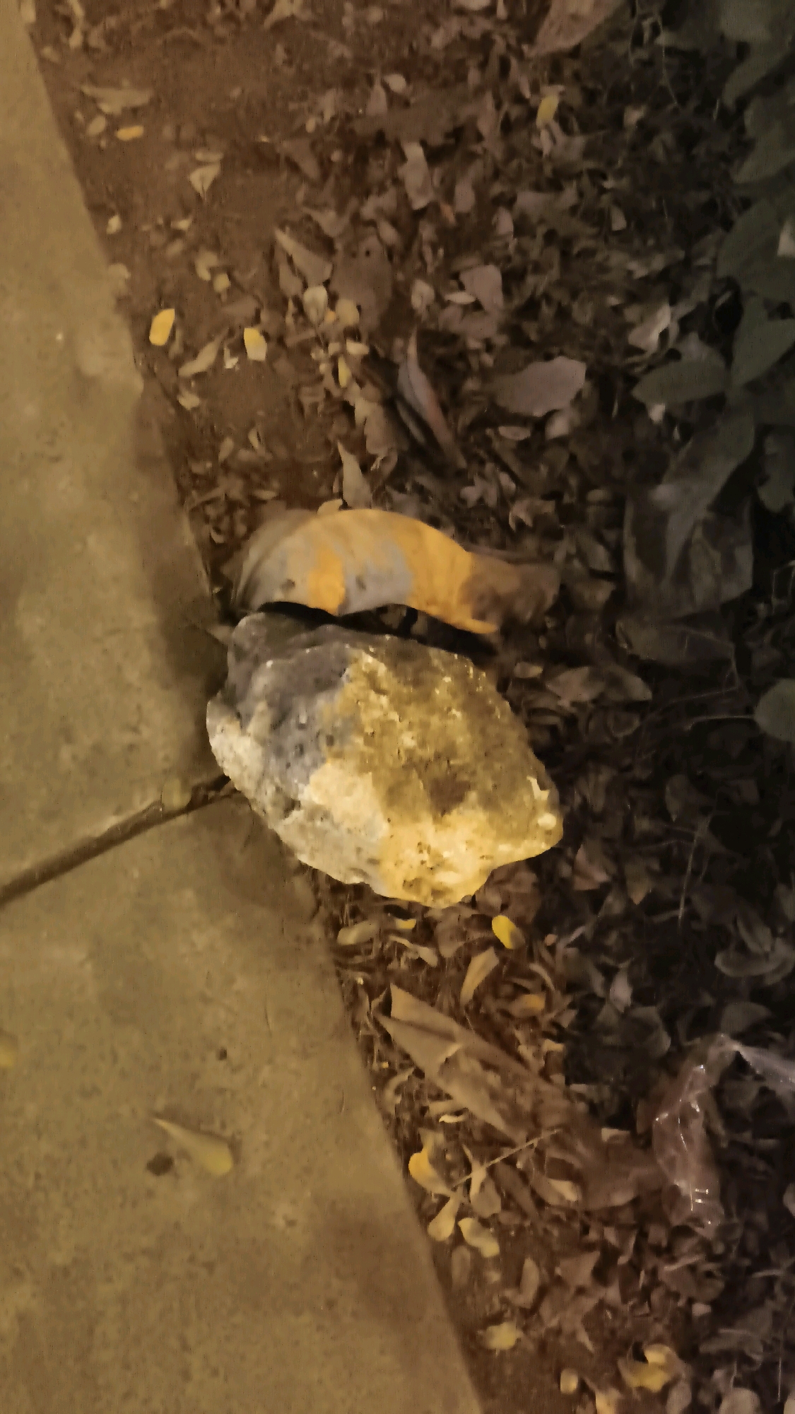 The image shows two rocks on the ground, near a paved surface and a pile of leaves. The larger rock is in the foreground, is grey and yellow, and appears to have a rough texture. It is resting on the ground amongst dry leaves and dirt. Behind it, a second, smaller rock is partially visible, also among the leaves. The paved surface to the left of the rocks is light brown and appears to be a sidewalk or pathway. The background is filled with dark brown and grey leaves, suggesting an outdoor setting, possibly a park or a roadside in Karangsatria, Indonesia.