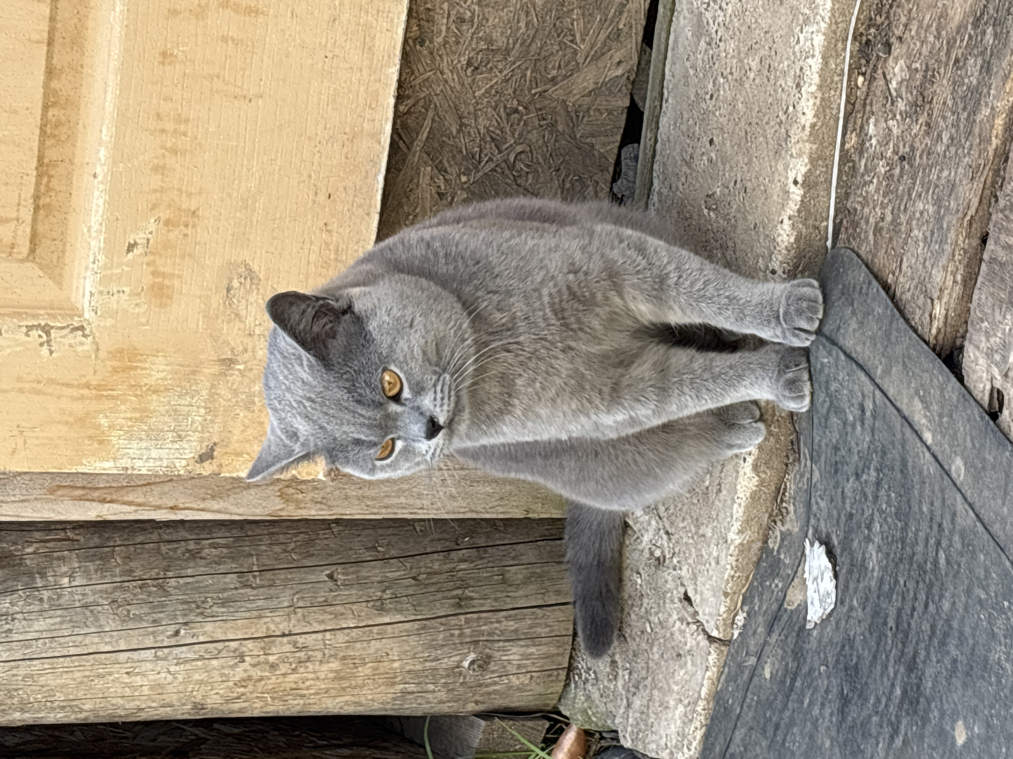 A gray cat is seated in what appears to be a rural area of Фоки, Russia. The cat, a British Shorthair, sits amidst various wooden planks and concrete slabs. The overall environment suggests a construction site or an area where building materials are stored.