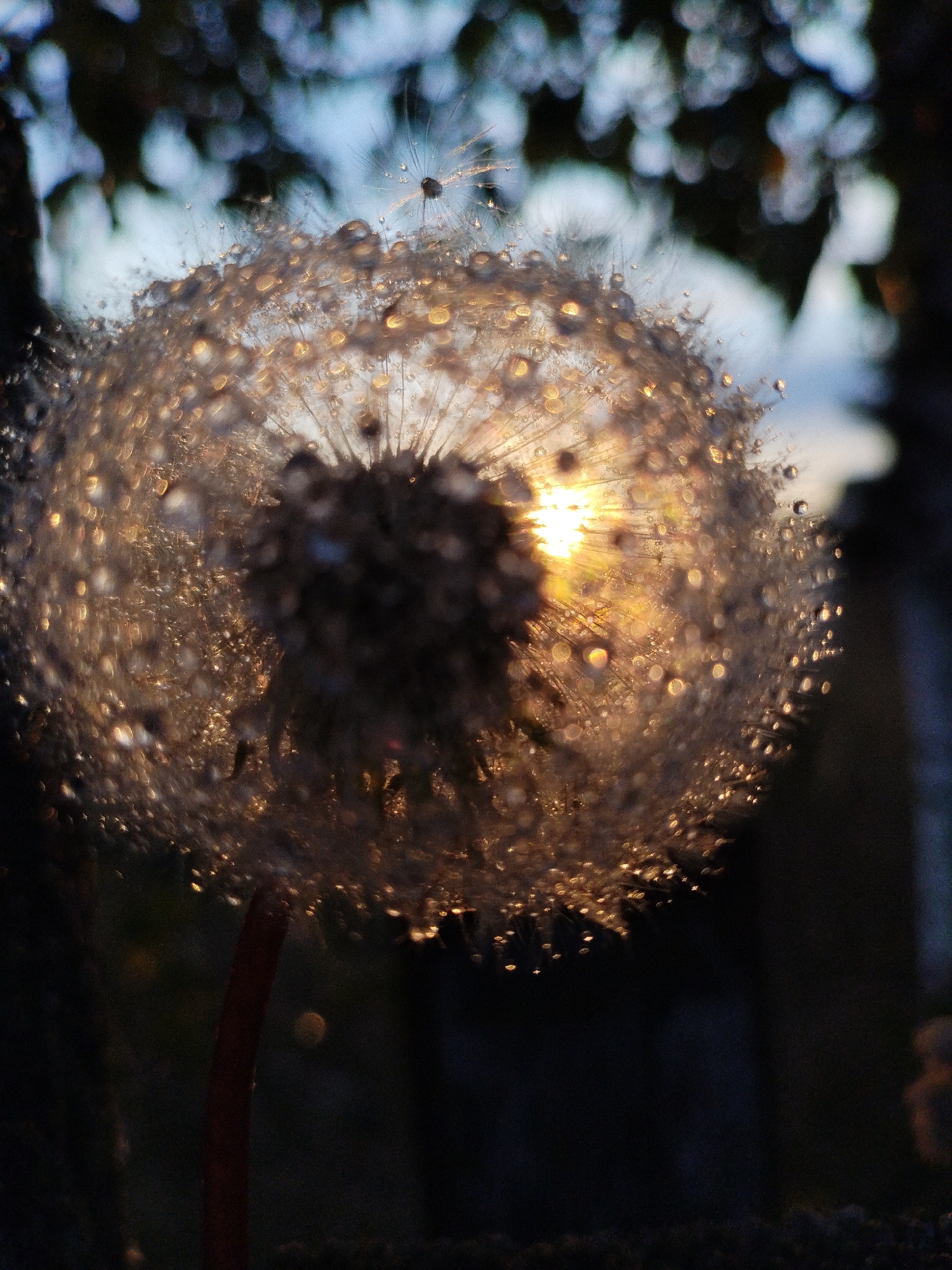 This is a close-up, macro photograph of a dandelion seed head covered in water droplets, illuminated by the setting sun. The dandelion is out of focus in the foreground, with its delicate seeds and dew drops catching the golden light. The background is a blur of dark foliage and a pale sky, suggesting an outdoor setting at dusk. There are no people, buildings, or specific urban landmarks visible. The scene is natural and serene, focusing on the intricate details of the dandelion and the effect of light and water. The location in Bialynichy, Belarus, is not discernible from the image itself.