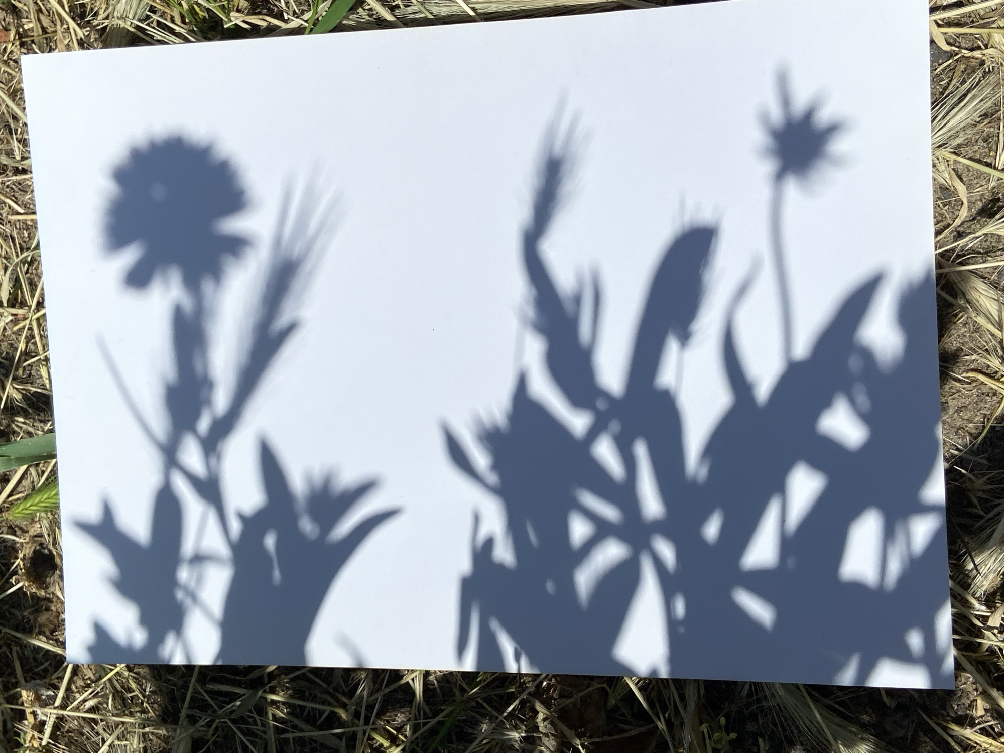 A white rectangular sheet of paper is placed outdoors on a bed of dry grass and straw. The paper is illuminated by strong sunlight, casting distinct, dark shadows of various plants and flowers onto its surface.
The shadows depict a collection of botanical forms. On the left side, a prominent shadow of a flower with multiple petals and a central disc is visible, along with slender, elongated plant forms, possibly resembling a grass or wheat stalk. Towards the center and right, the shadows become denser, forming an intricate pattern of overlapping leaves and what appear to be multiple flower heads or seed pods with pointed, spiky forms. One shadow on the upper right shows a flower with a more star-like or spiky appearance. The outlines of the shadows are generally crisp, suggesting direct sunlight.
The background consists of a mix of light brown and yellow dry grass, with some patches of greener foliage visible, particularly around the top left and bottom edges of the paper. The overall scene suggests a bright, sunny day in a natural, outdoor environment like a field or garden. There is no visible text in the image.